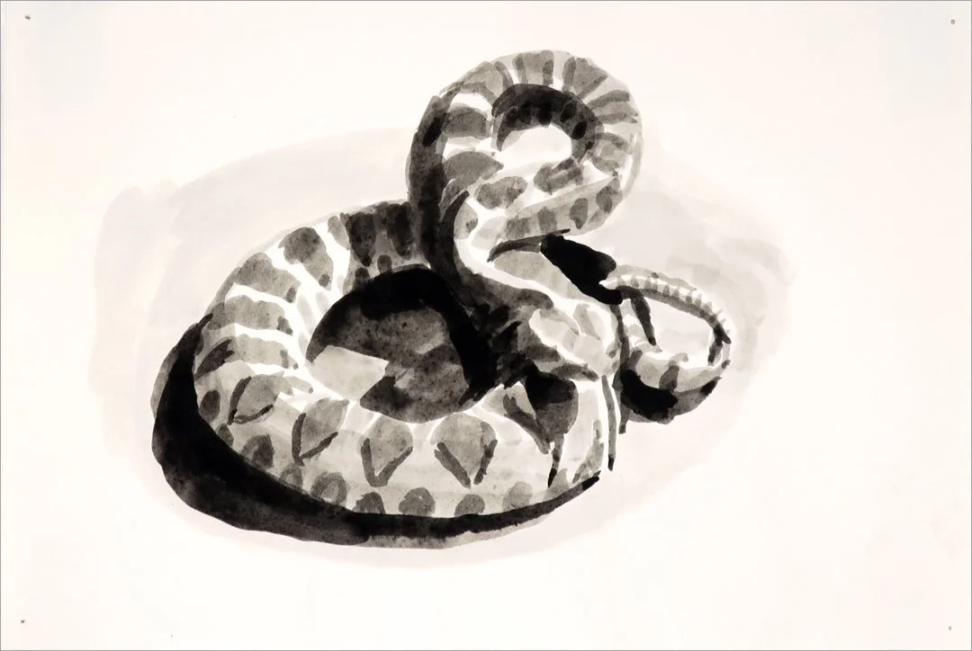 Juvenile Rattlesnake