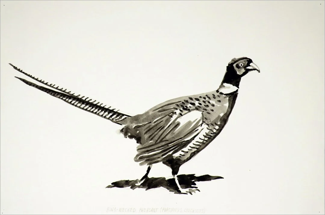 Phasianus colchicus