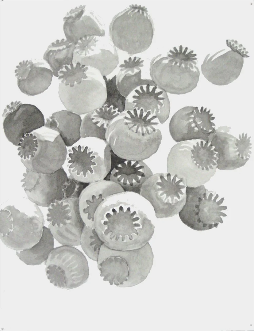 Poppies, 
2008, ink and pencil on paper, 10 x 8 in