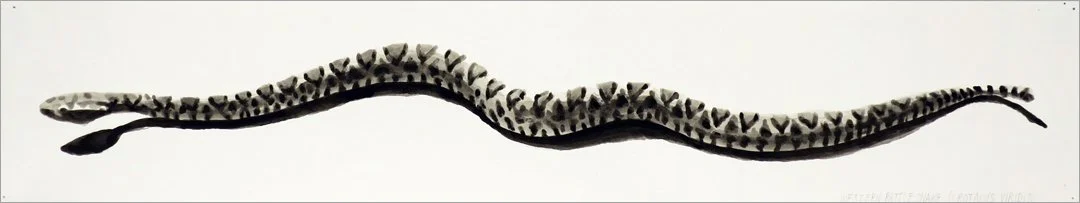 Crotalus viridis