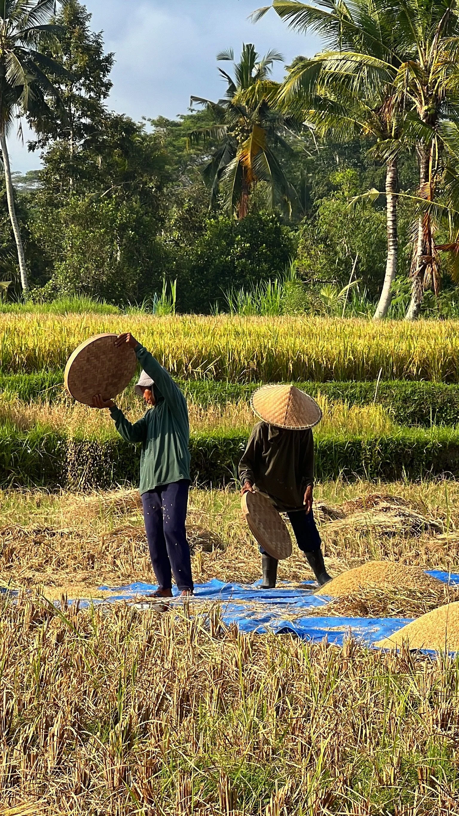 Surrounded by rice fields. You'll never throw a grain of rice away after watching this hard work