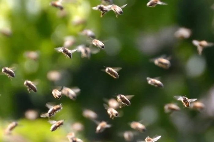 Anxiety - Bees in the Brain