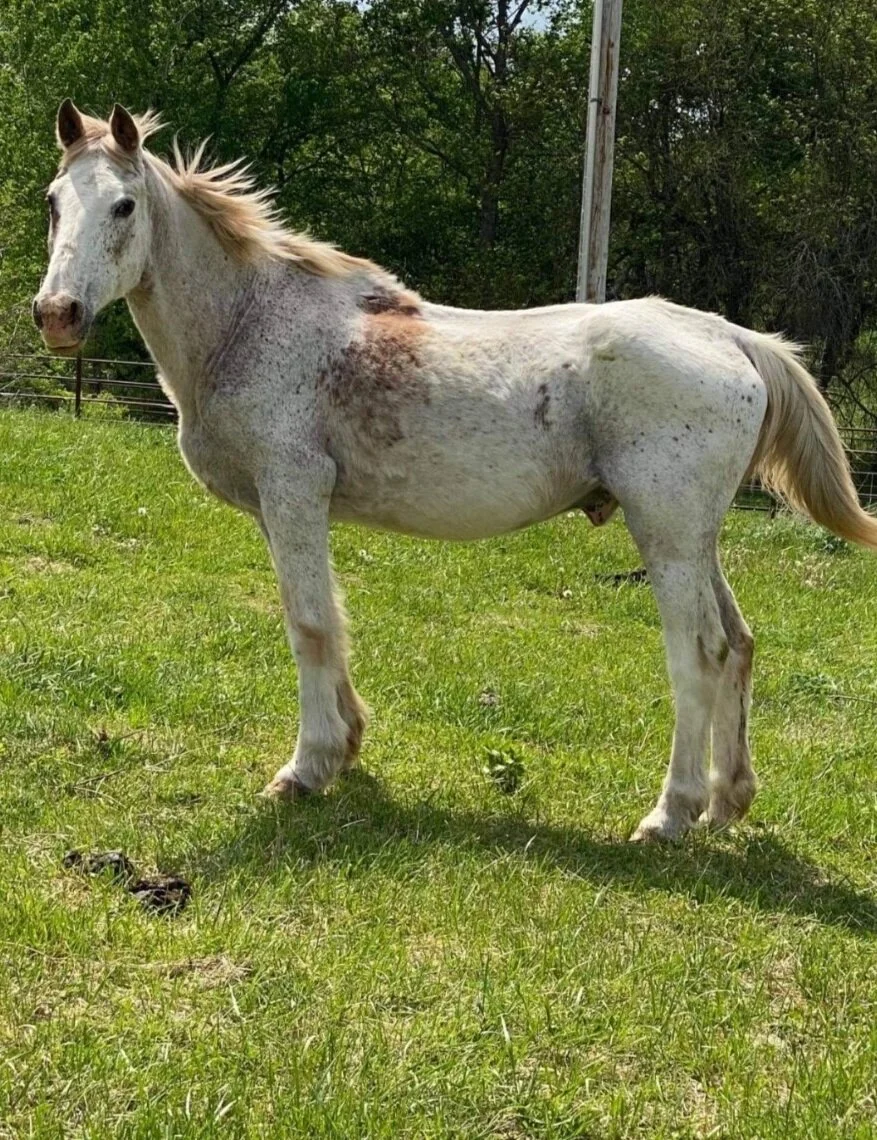 Spencer’s Corner- The Story of Blessing