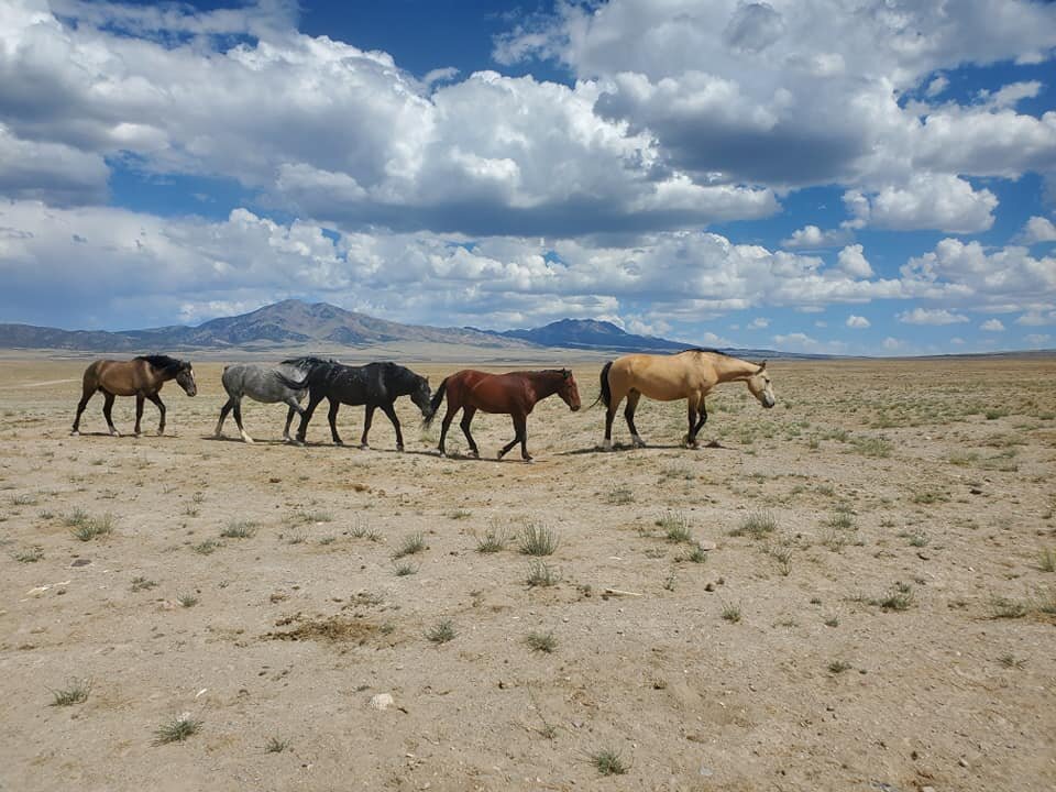 Spencer’s Corner- Wild Horses in Utah!
