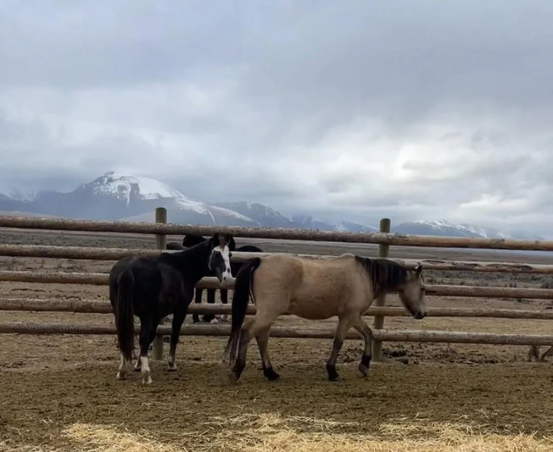 Press Release: Exciting Update for Snickers &amp; Rollo- Equine Dreams Really Do Come True!