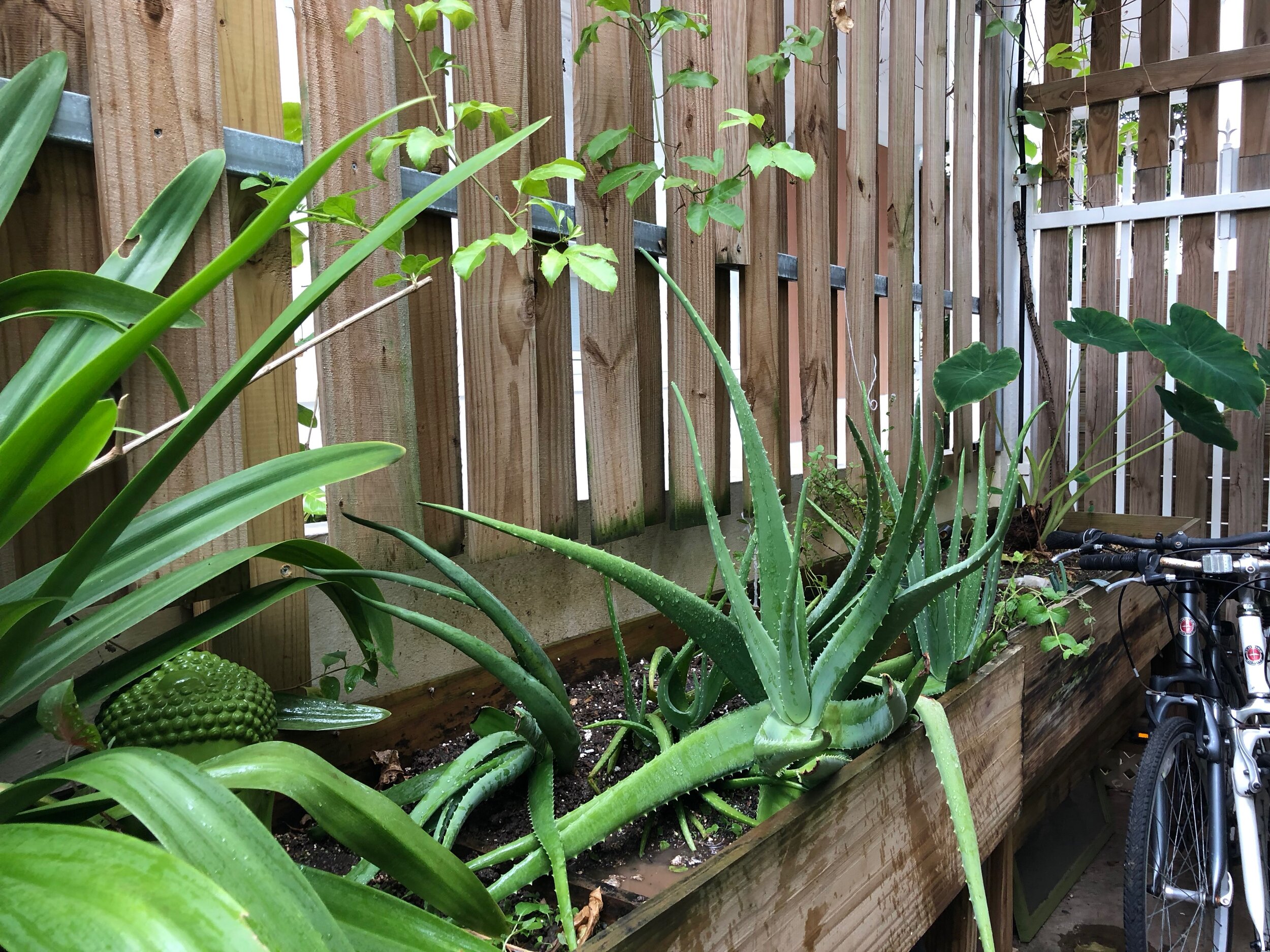 Container gardening skills can be applied to all kinds of containers at your home.
