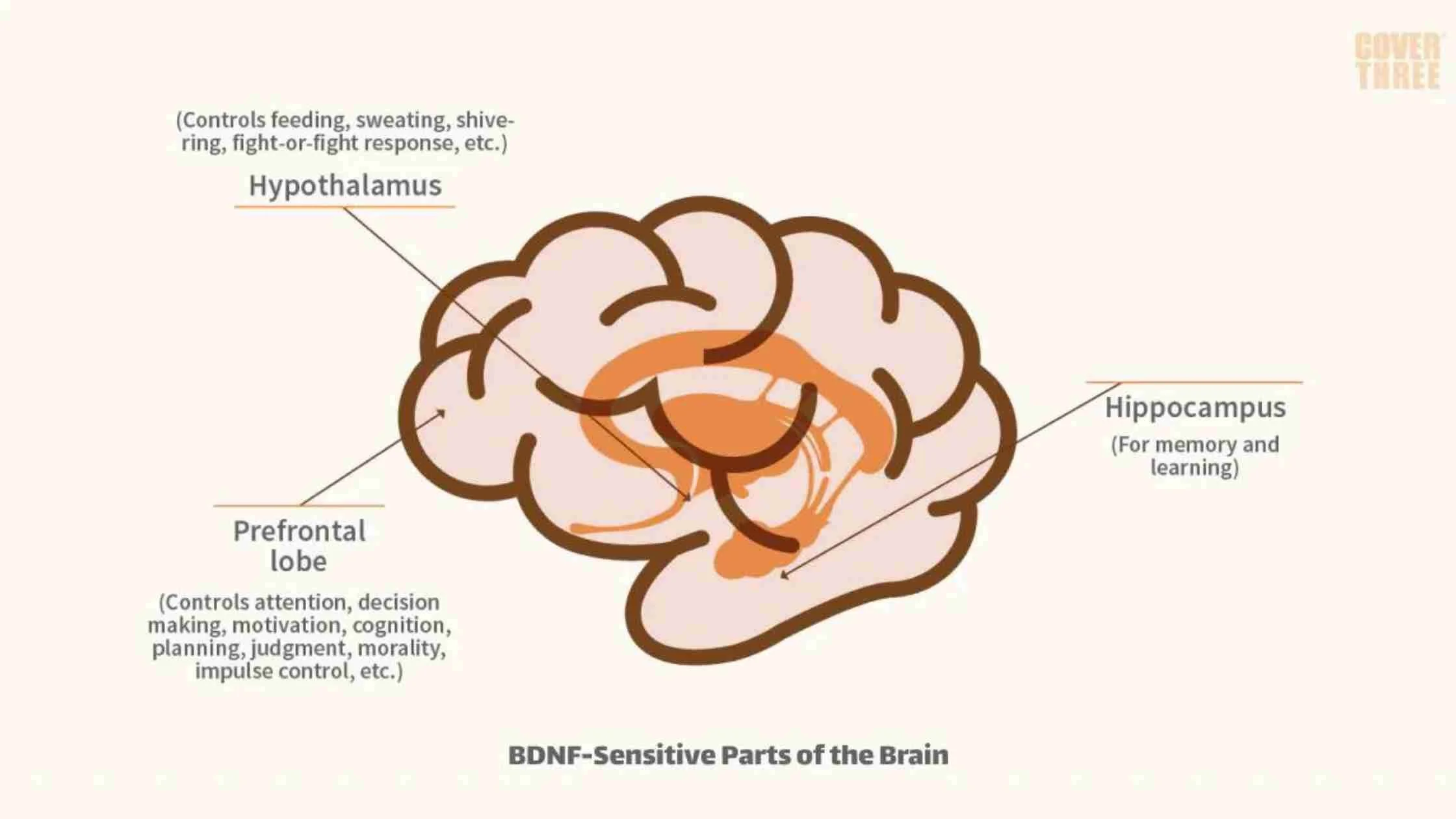 The Cognitive and Brain Benefits of Sauna Therapy Exploring the