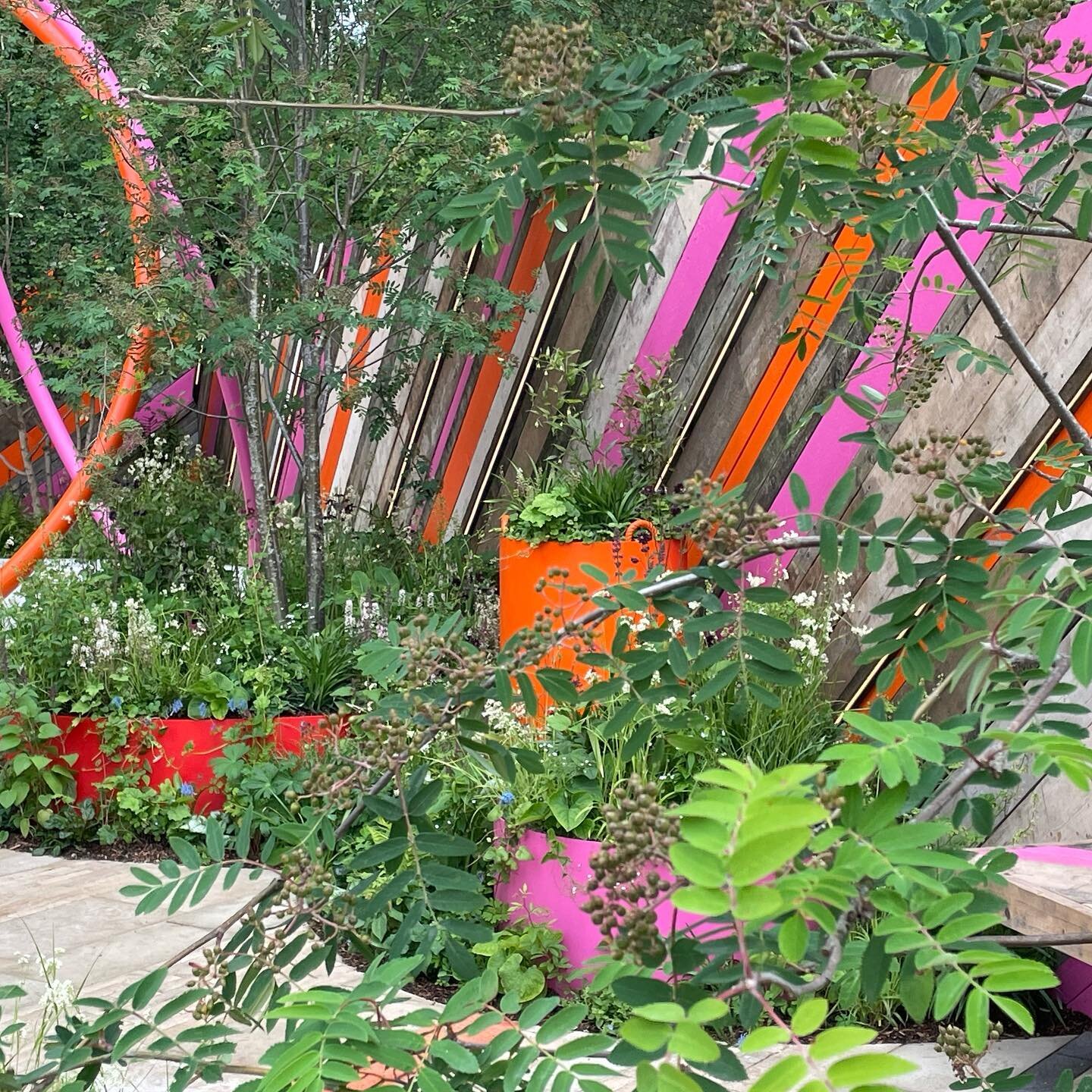 Well obviously this beautiful stripey garden has caught my eye at the  Chelsea Flower Show! 🙌🙌🌈🌈@rhschelsea @stmungos