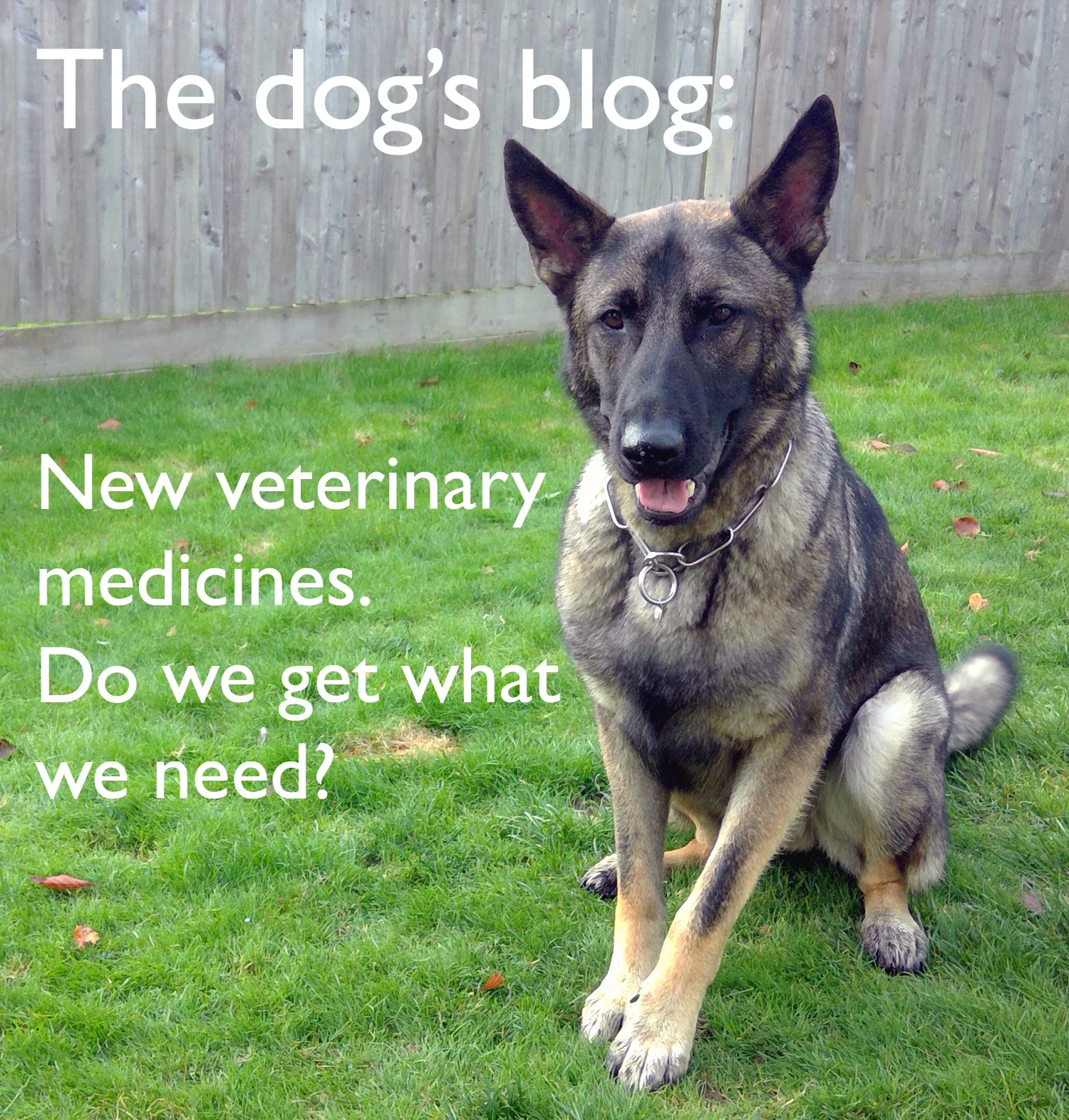 The Dog’s Blog: New veterinary medicines. Do we get what we need?
