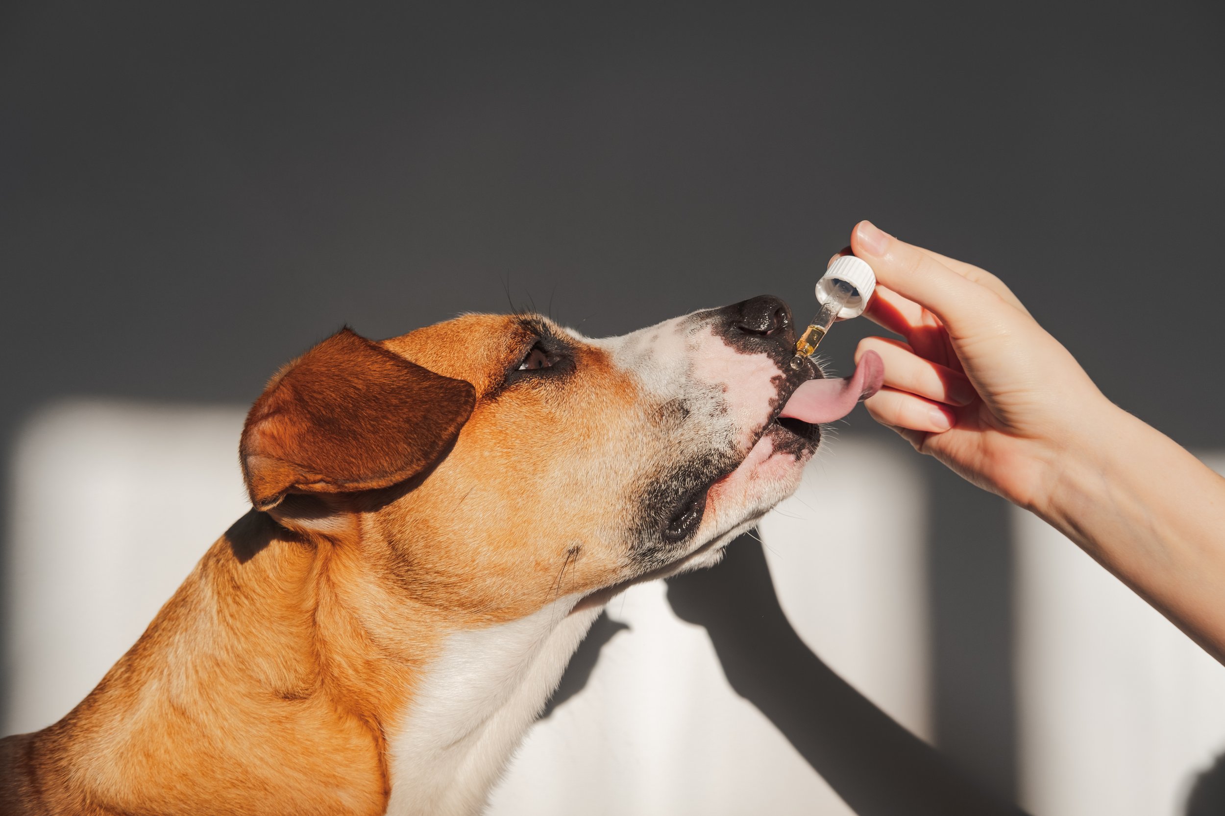 Mild sedative store for dogs