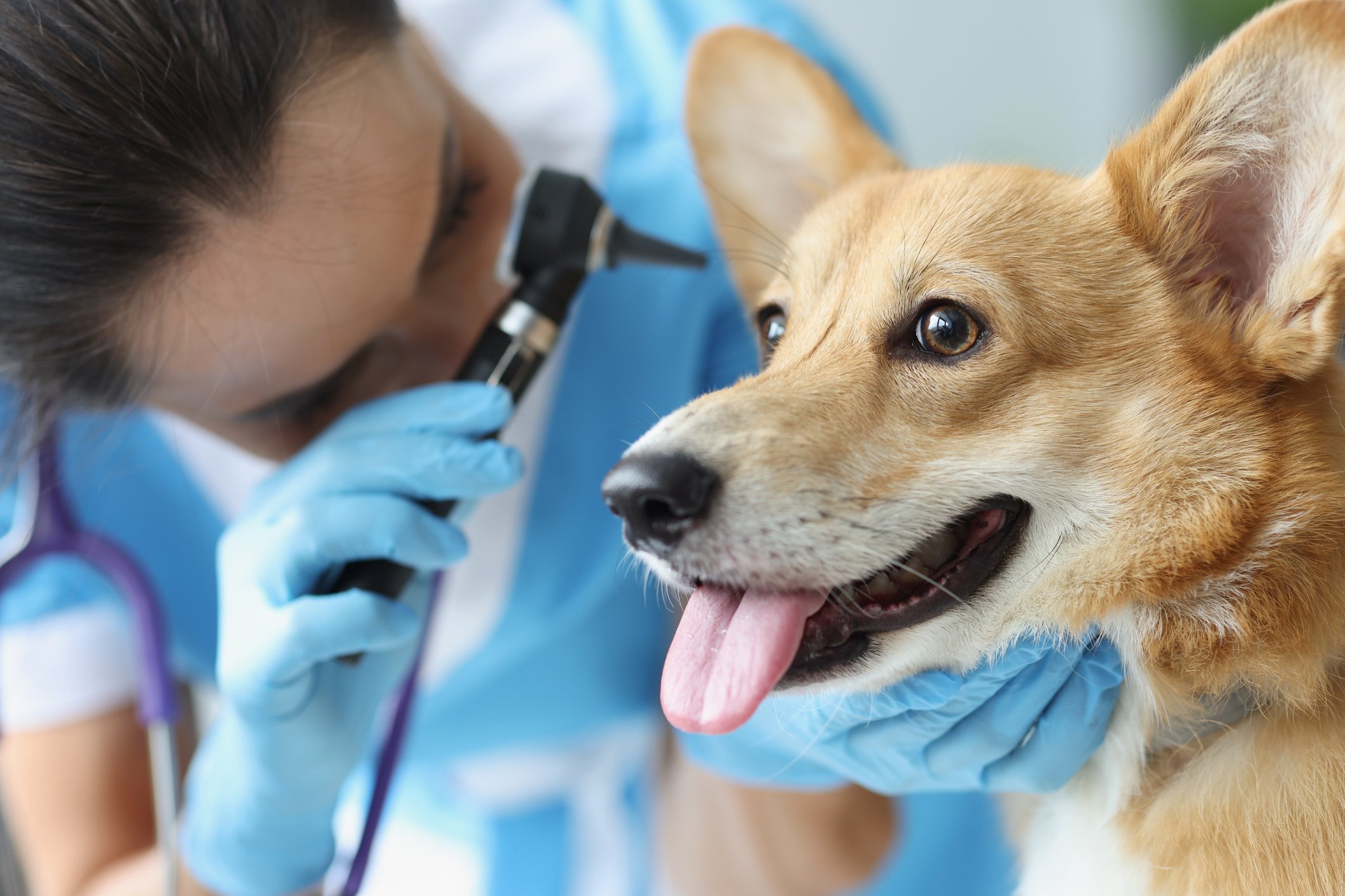 Ear-examination-by-veterinarian-in-clinic-closeup-1338538873_2123x1416.jpeg