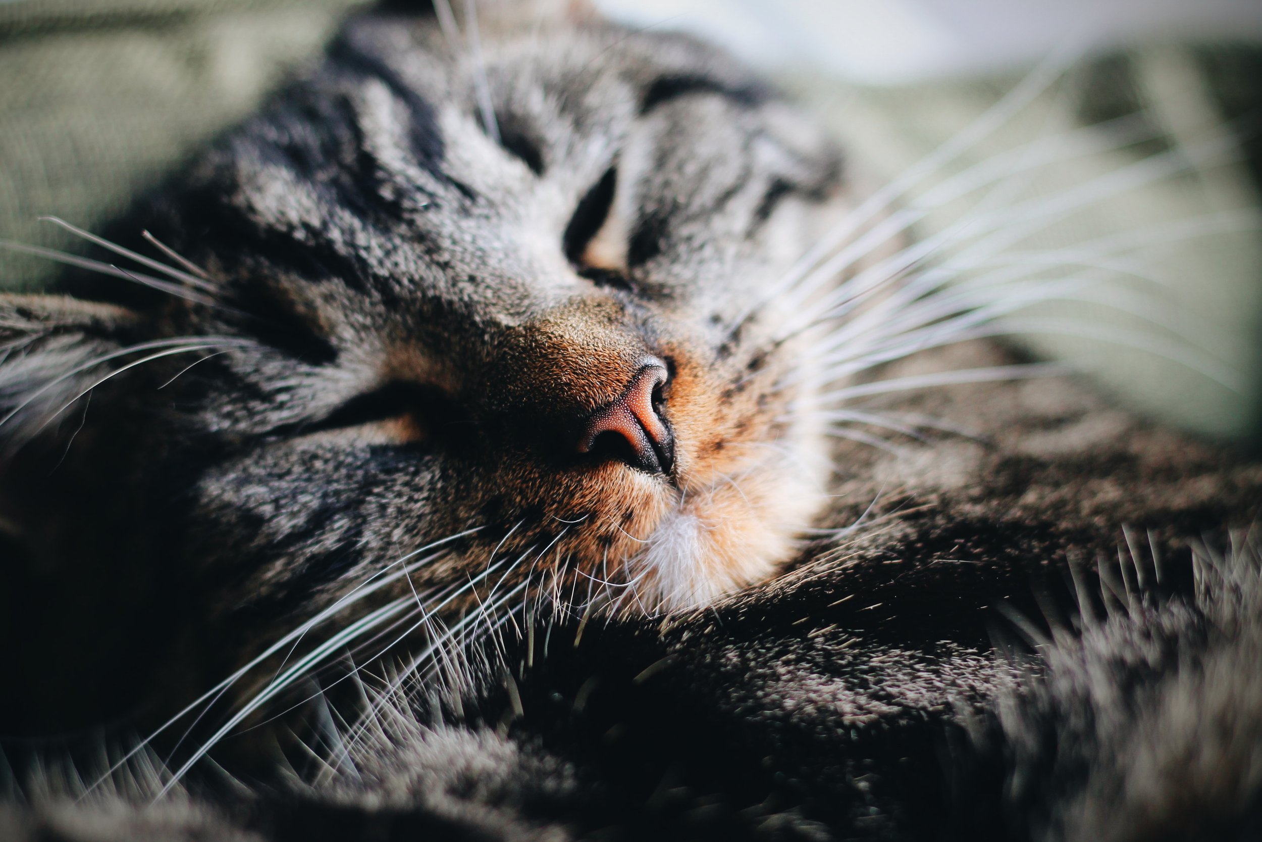 How To Pill A Difficult Cat | Veterinary Prescriber — Veterinary Prescriber