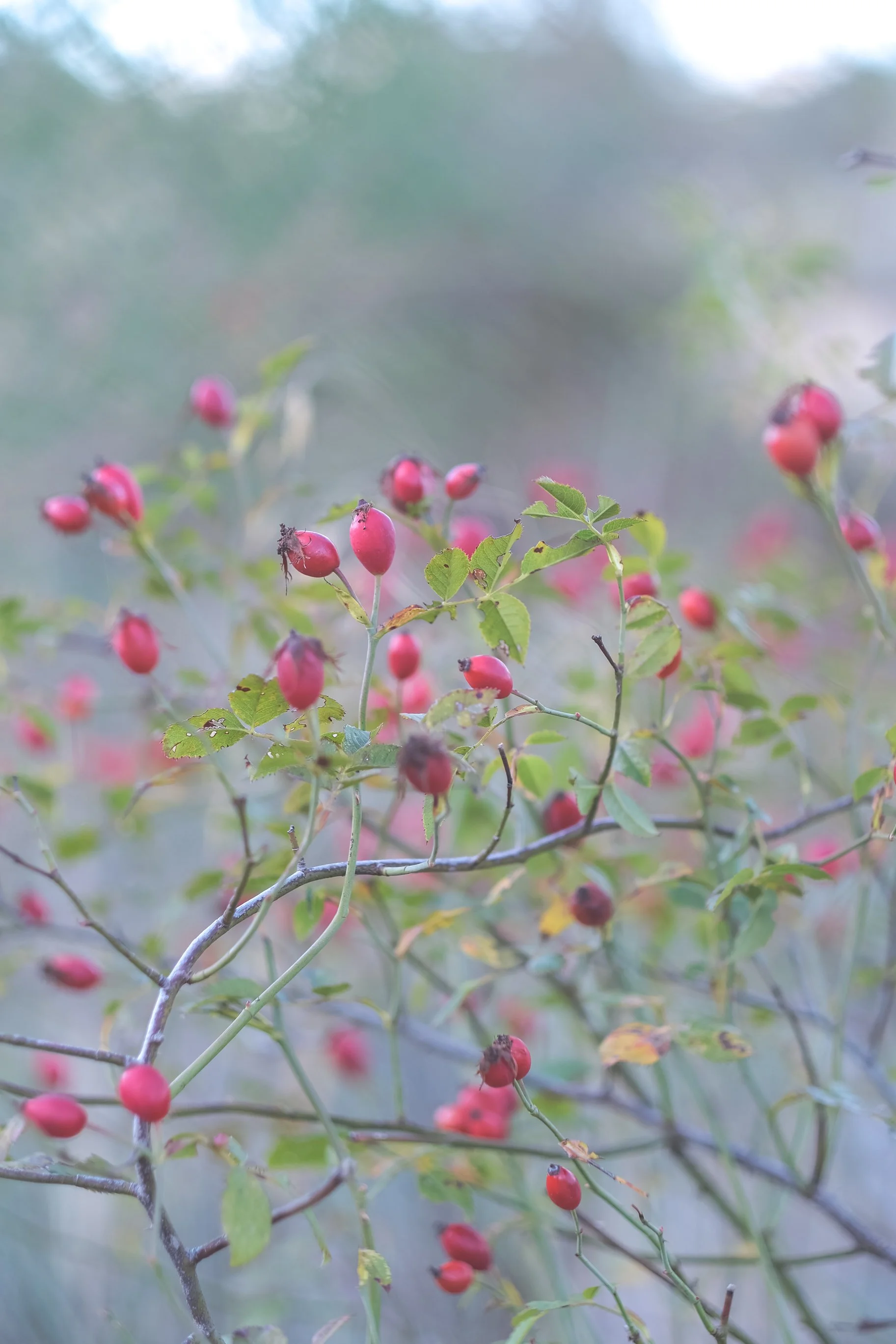 DSCF8908.jpg