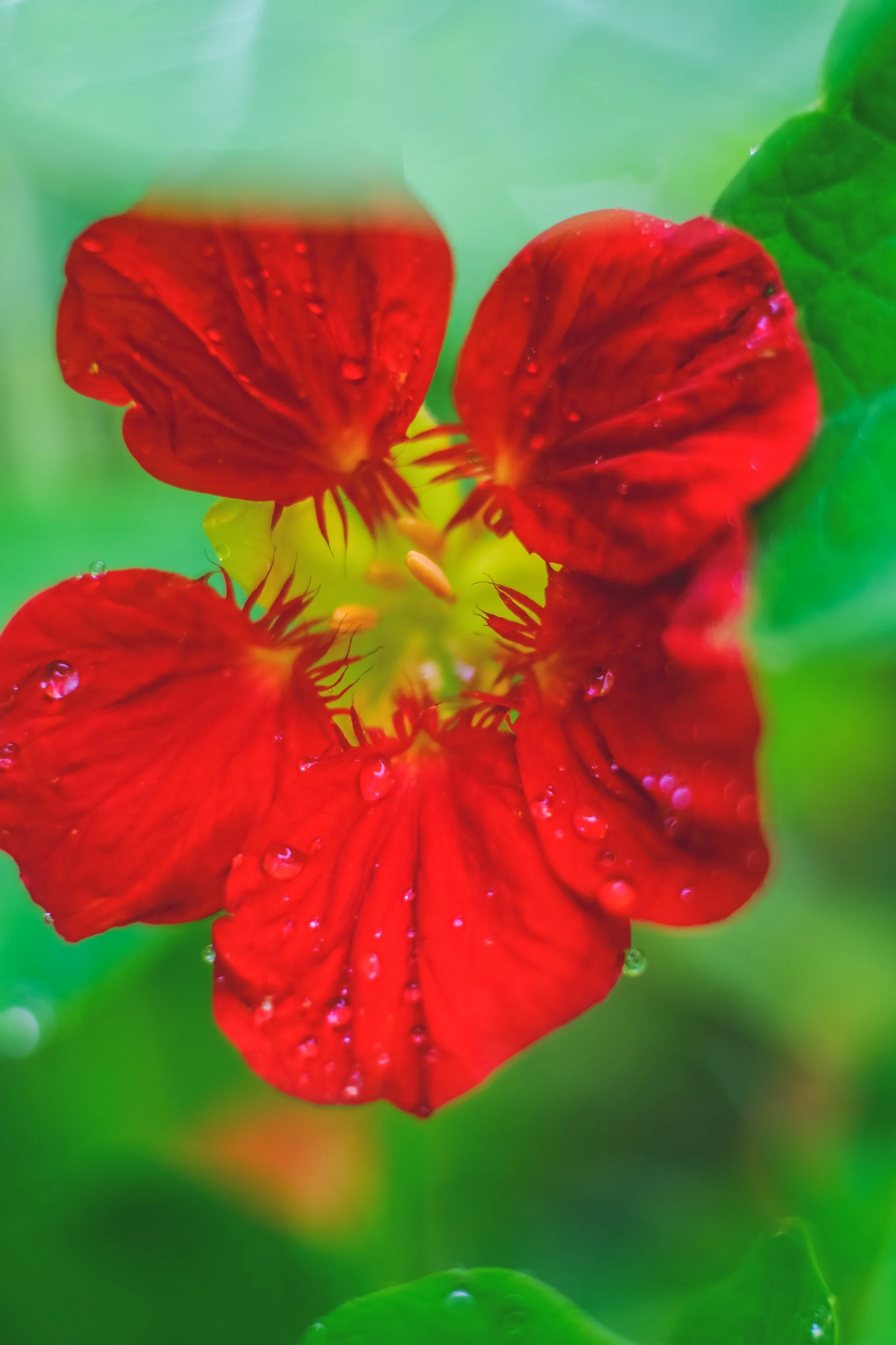 Kapuzinerkresse Blüte