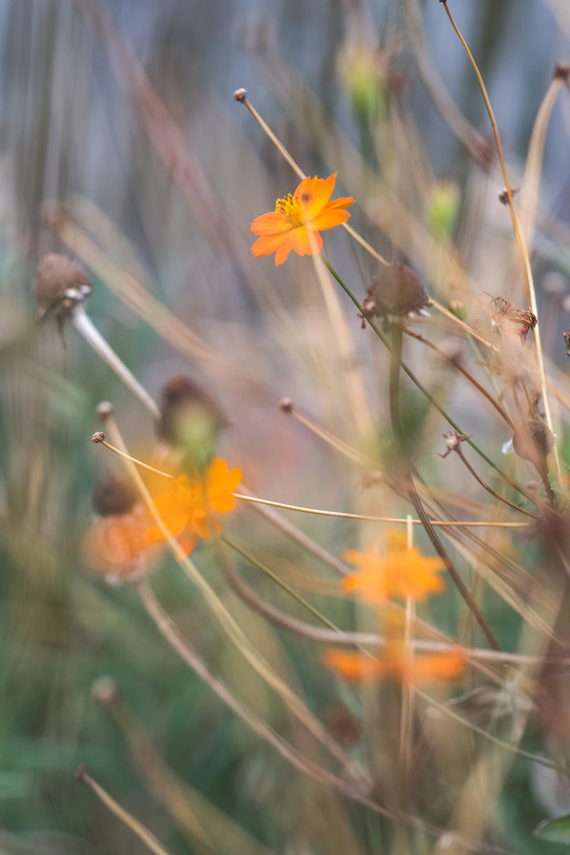 DSCF8700-2.jpg