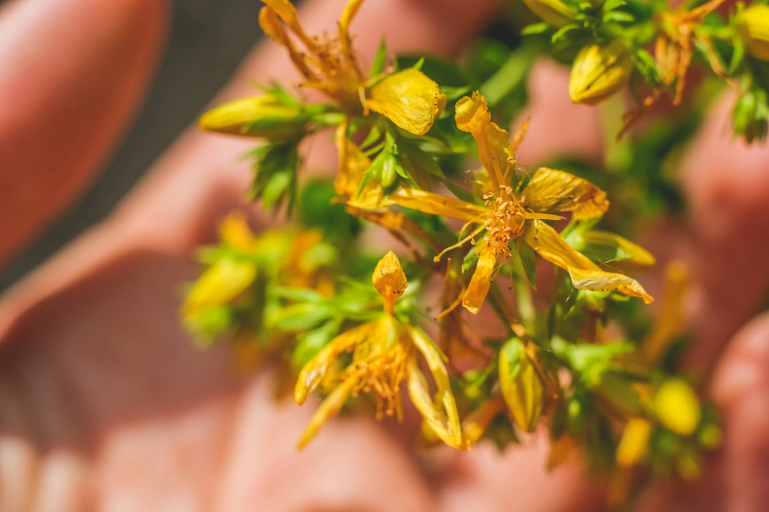 Johanniskraut Hypericum perforatum