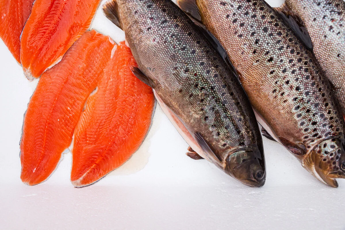 Sushikokken på Sørlandet. ​– Jeg husker godt sushikokken et sted her på Sørlandet som hadde&nbsp; dårlig tid da jeg besøkte ham på jobb. Da han fikk se brunørreten, både den ytre og indre fargen,&nbsp; ble han målløs. Så fikk han lov til å skjære i den og smake. Kundene hopet seg opp. Sånt er moro,&nbsp; sier Vidar Birkeland.&nbsp;&nbsp;