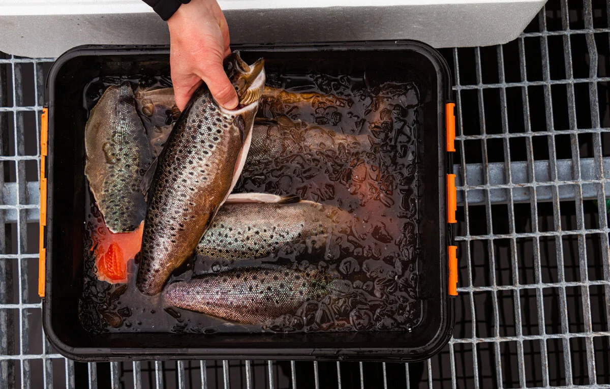 Tonnevis av fisk. ​Vidar Birkeland regner med å produsere 50 tonn brunørret fra Lundevann i 2020, men har konsesjon – altså tillatelse fra norske myndigheter – for inntil 300 tonn