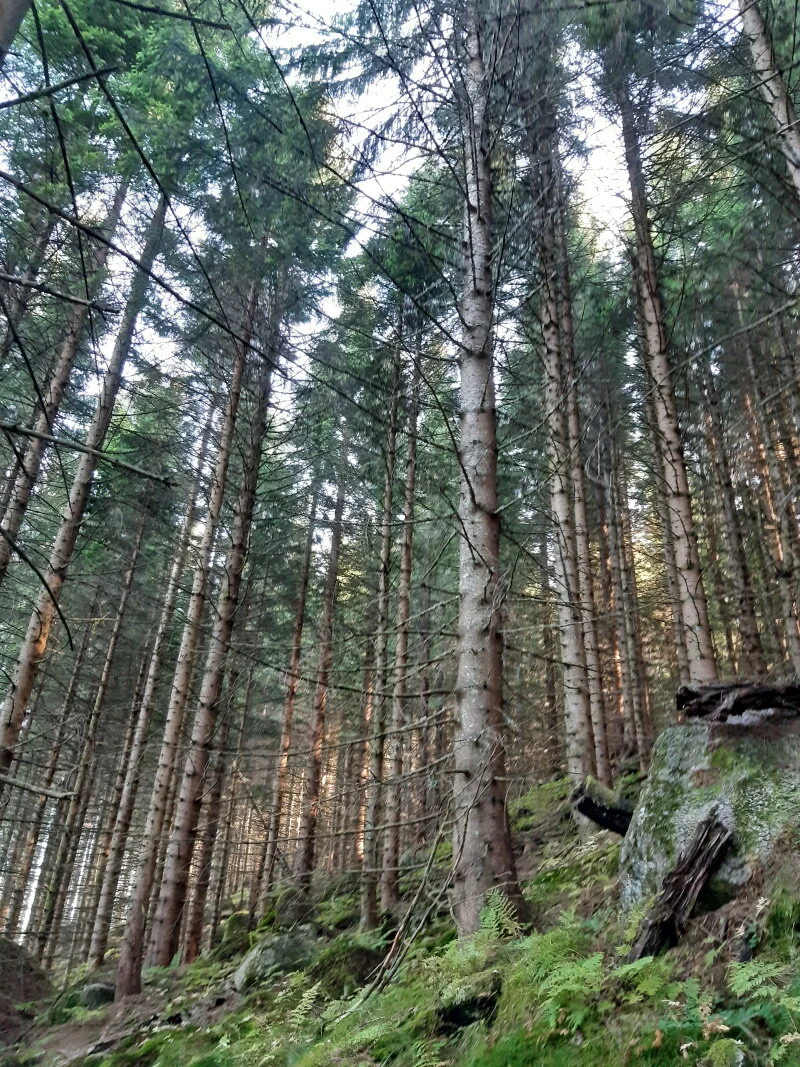 CO2-bank og verdiskaper. Et granbestand har evne til å binde mye karbon og også produsere virke med høy verdi. Foto: Arne Eiken, AT-skog 