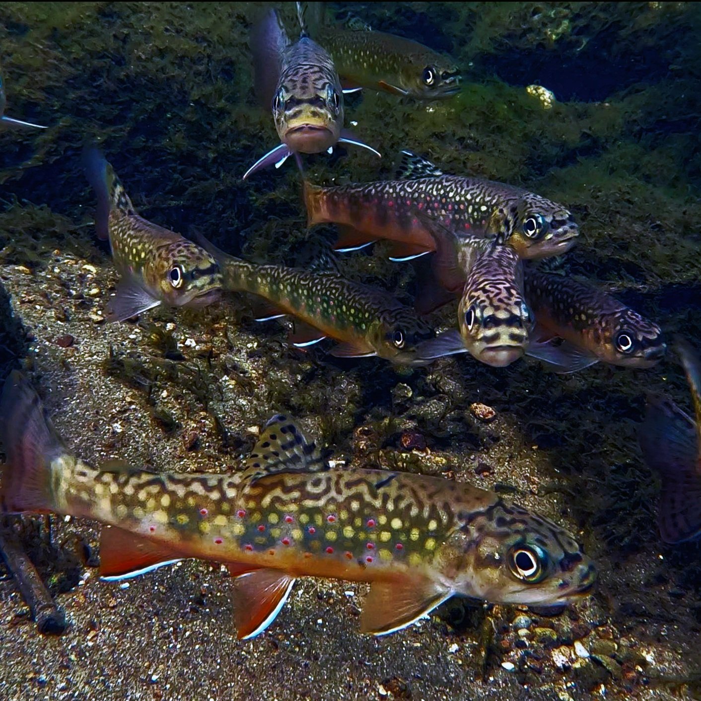 All About Brook Trout - Unicorn Brookies