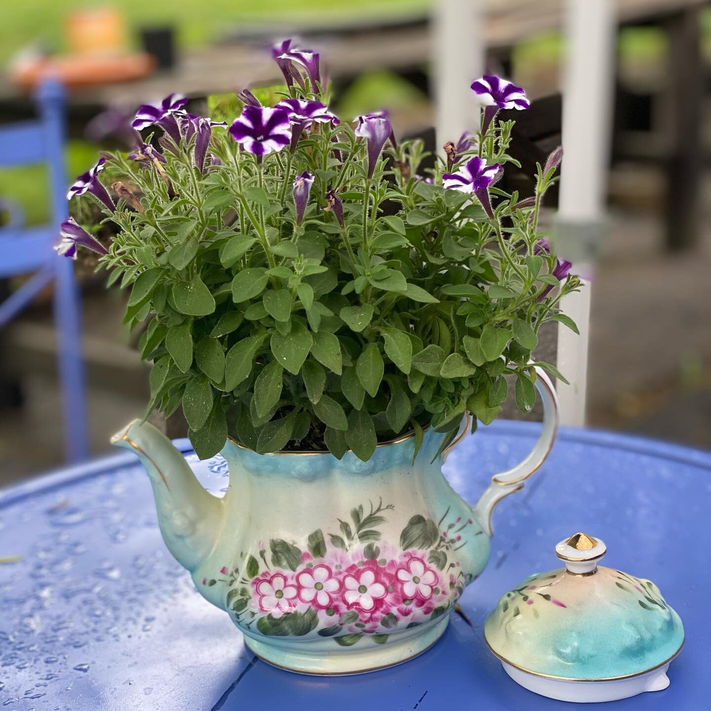 The Purple Frog Tea Room at Magical Moon Farm &amp; Foundation 🍵
.
.
.
.
.
#magicalmoon #magicalmoonfarm #magicalmoonfoundation #marshfieldma #tearoom