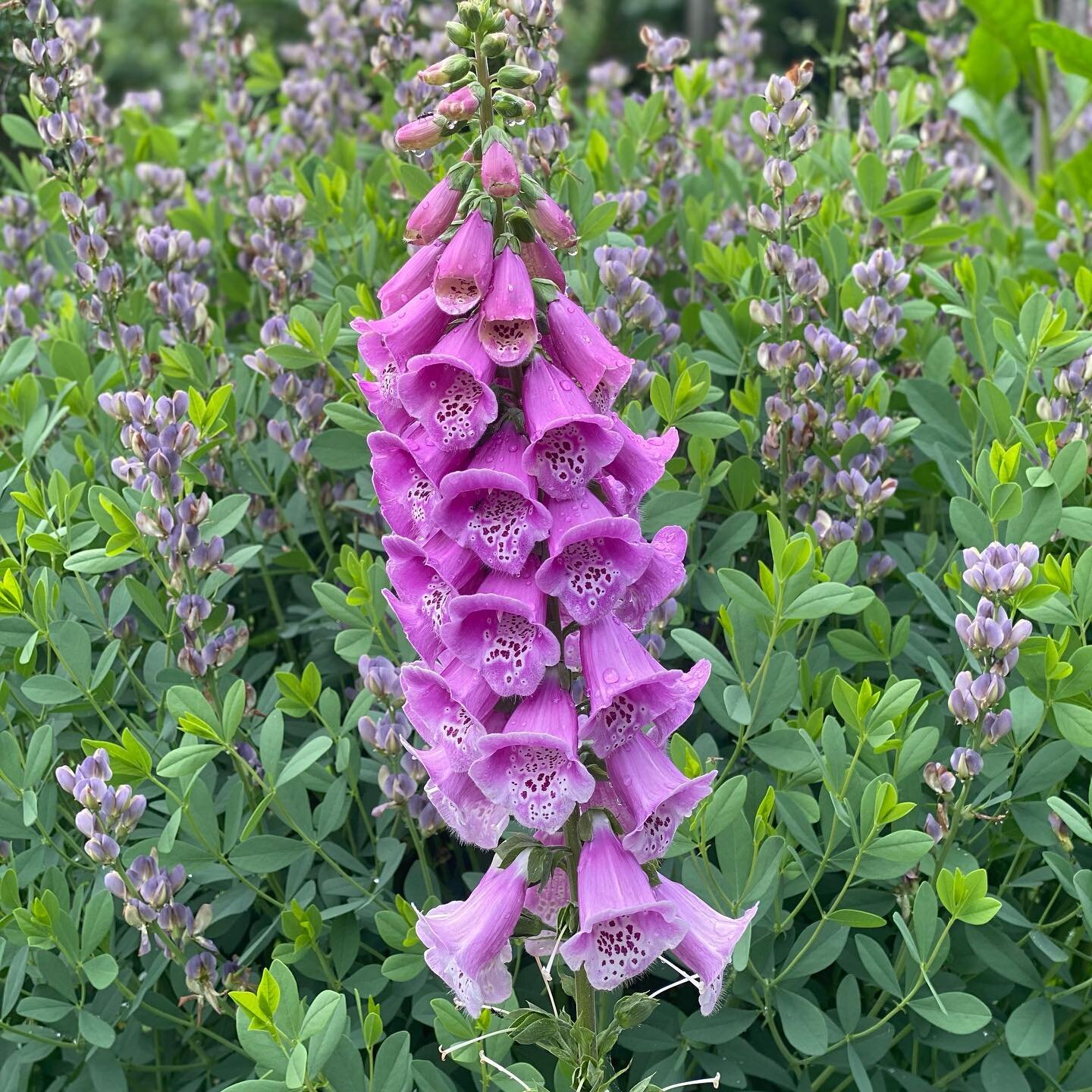 The Flowers of Magical Moon Farm &amp; Foundation 🌿 
.
.
.
.
.
#magicalmoon #magicalmoonfarm #magicalmoonfoundation #marshfielfma #flowers