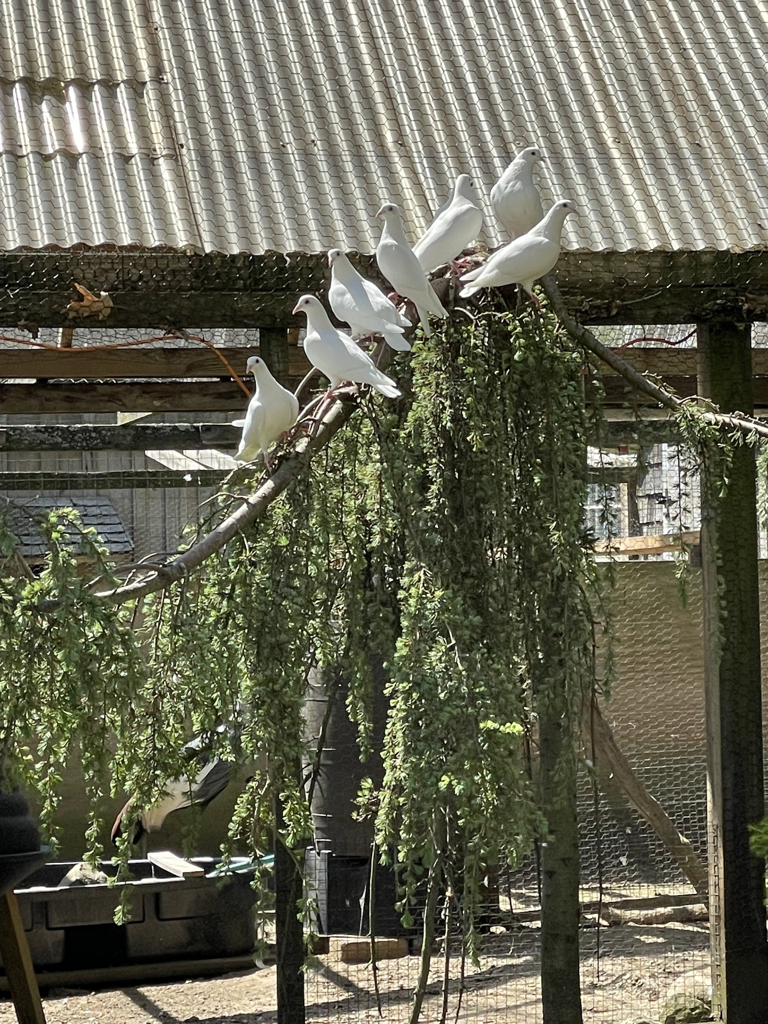 IMG_6183.jpeg