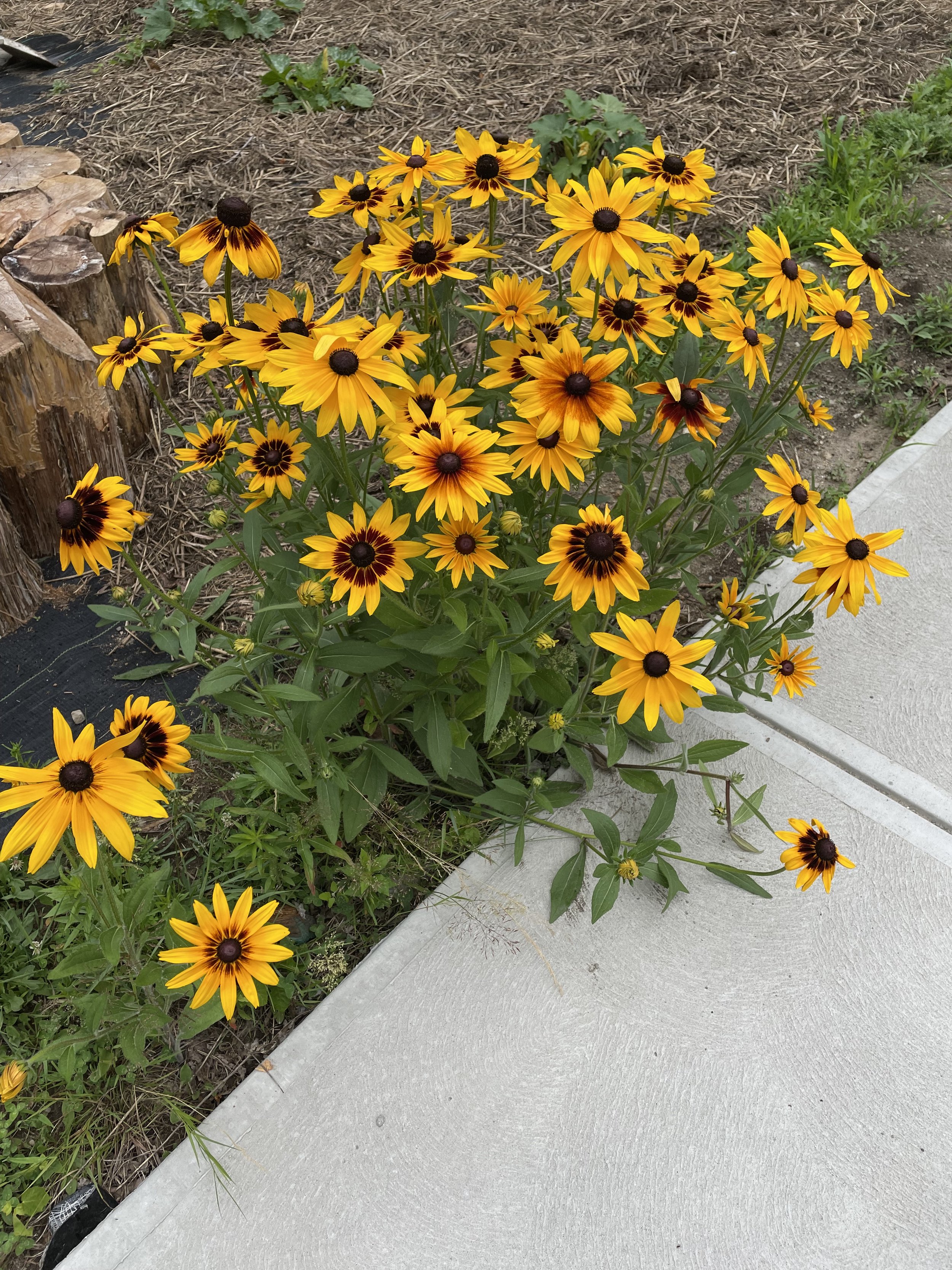 IMG_0341.jpeg