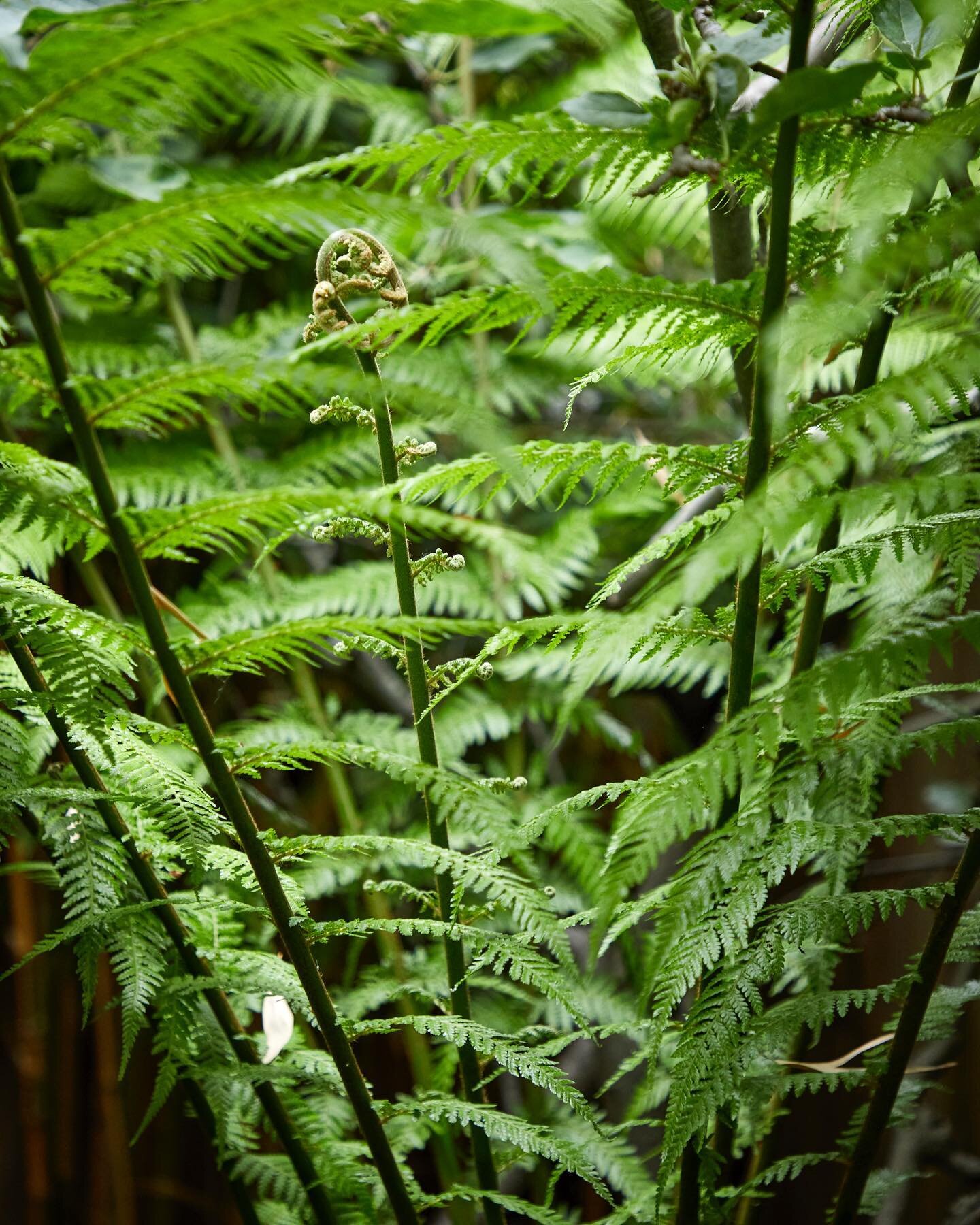 Dicksonia antartica 🌿🌱

Captured here by @alistergthorpe 
________________________________

#tree #fern #green #structure #texture #london #create #inspire #form #green #grdn #garden #design #architecture #home #renovation #outdoors #planting #plan