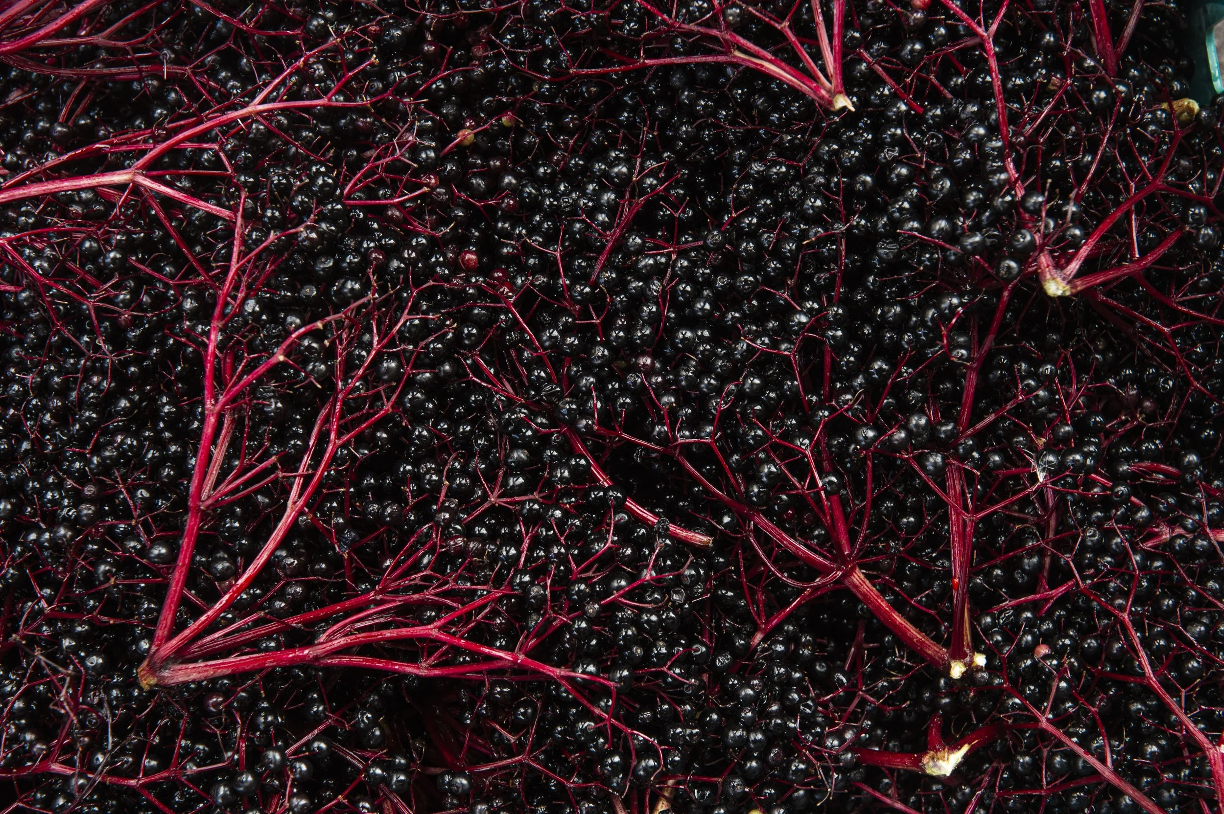 Capreolus-Distillery--elderberry-1722.jpg