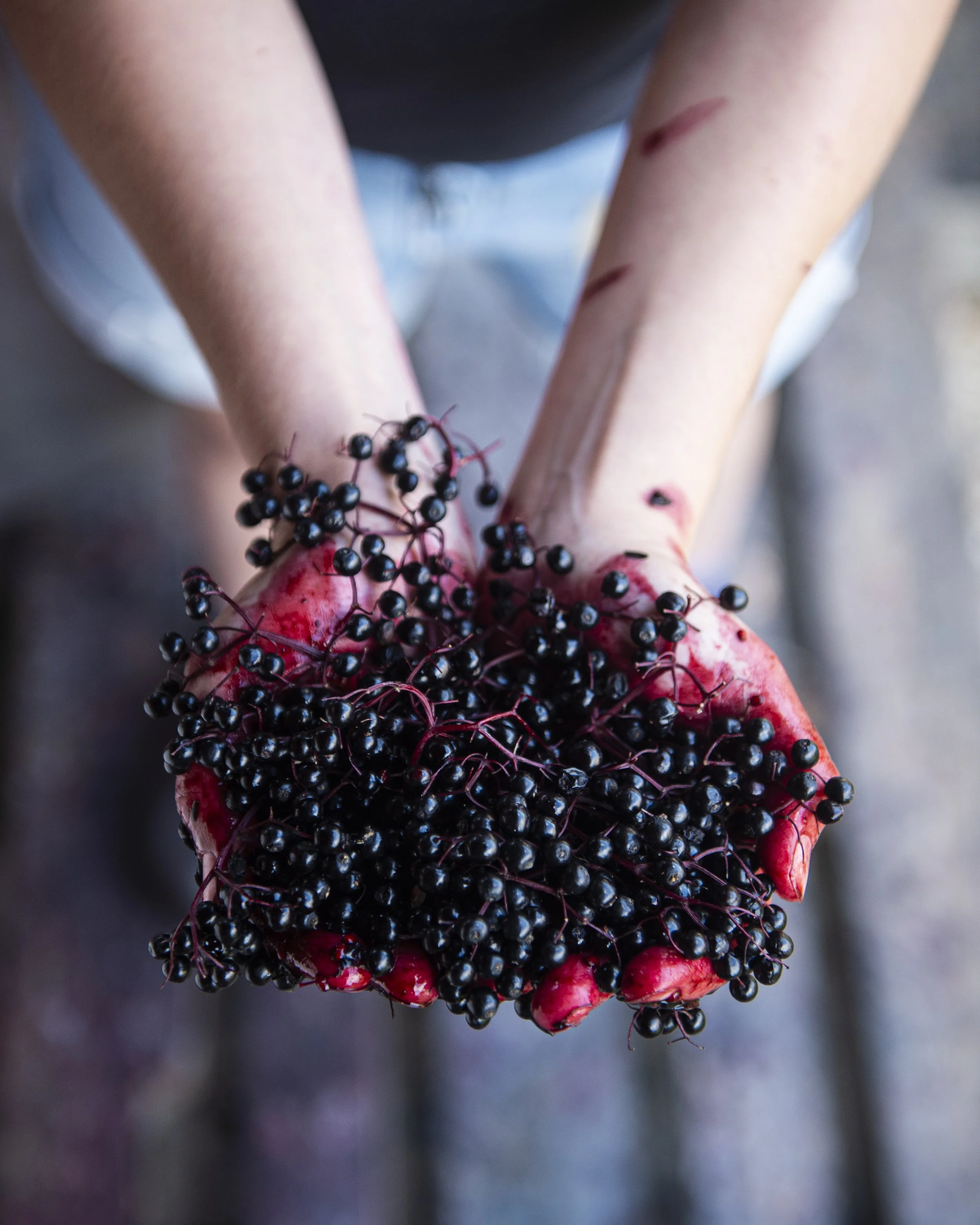 Capreolus-Distillery--elderberry-1748.jpg
