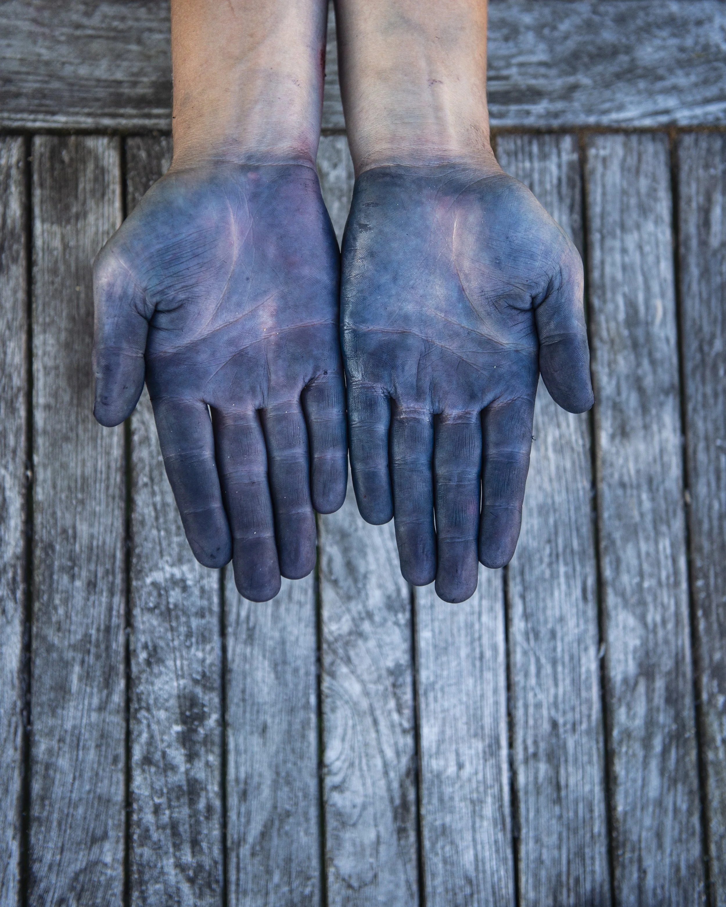 Capreolus-Distillery--elderberry-stained-hands-1788.jpg