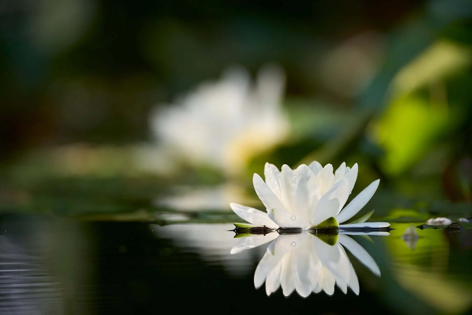 The Mirror of This World