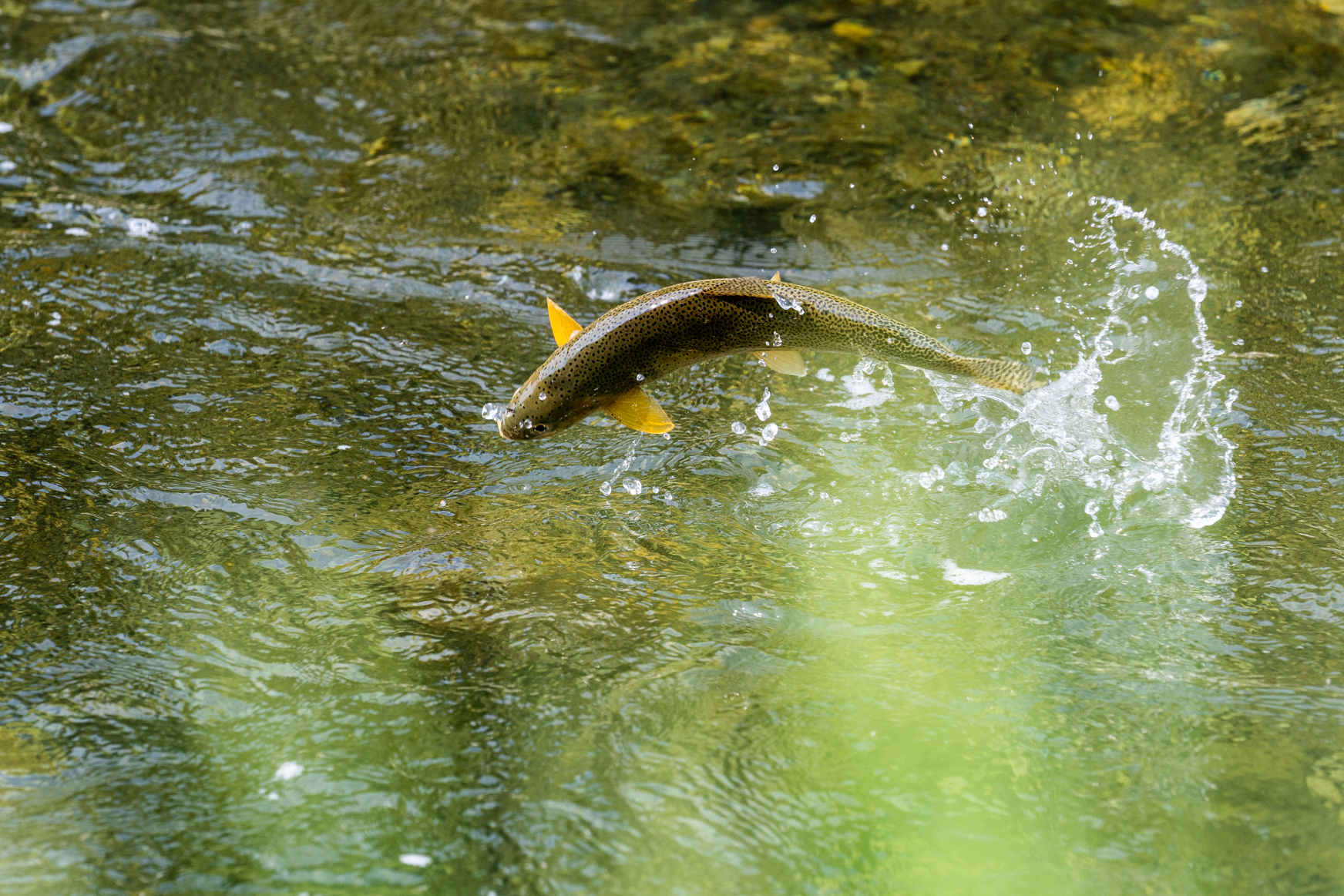 Fly Fishing Overview — The Elk River Lodge