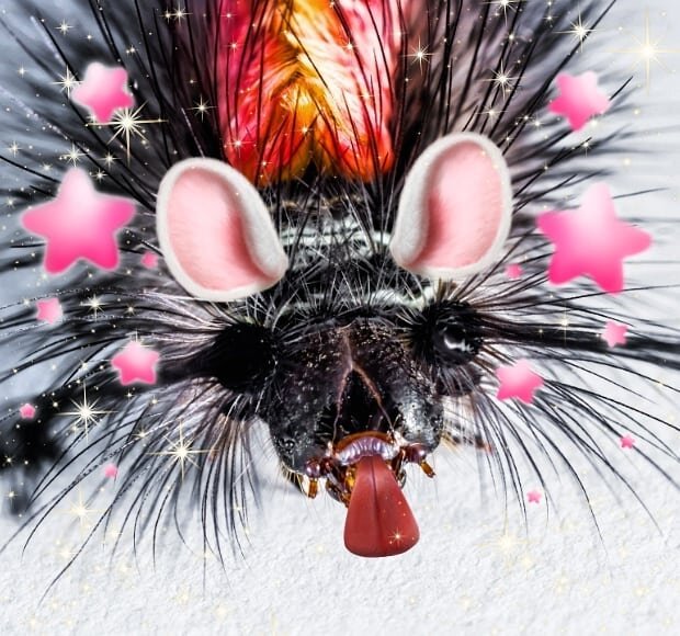 Sara Andersdotter, Becoming-Instanimal [animal selfie # 68], 2020
#becoming #becominganimal #becominginstanimal #nonhumannarratives #contemporaryart #contemporaryartist #instagramart #nonhumanphotography #practicebasedresearch #art #artist #artists #