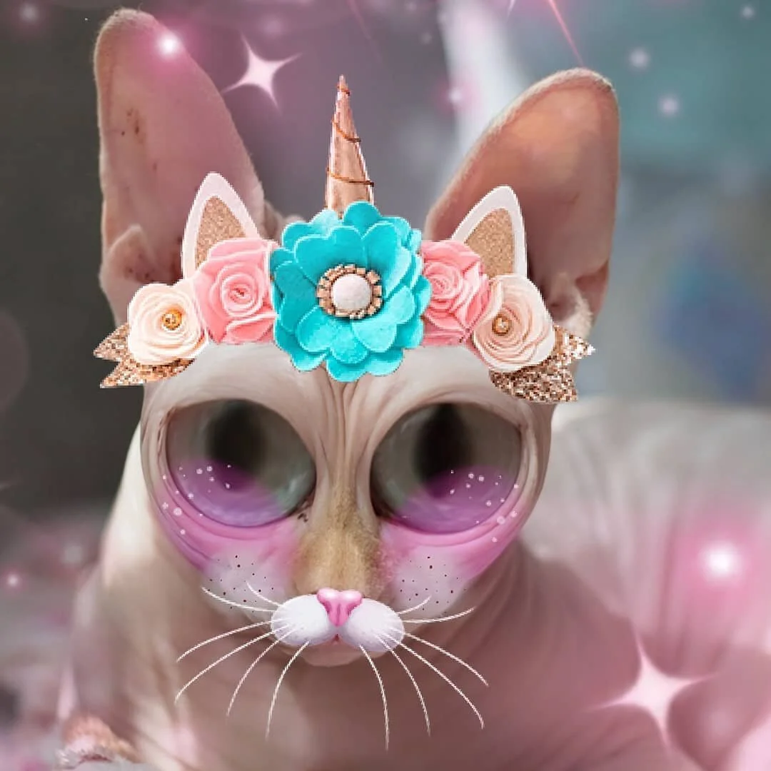 Sara Andersdotter, Becoming-Instanimal [animal selfie # 86], 2020
#becoming #becominganimal #becominginstanimal #nonhumannarratives #contemporaryart #contemporaryartist #instagramart #nonhumanphotography #practicebasedresearch #art #artist #artistson