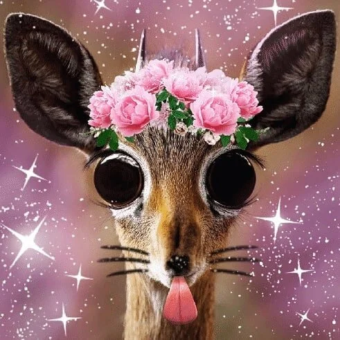 Sara Andersdotter, Becoming-Instanimal [animal selfie # 23], 2020
#becoming #becominganimal #becominginstanimal #nonhumannarratives #contemporaryart #contemporaryartist #instagramart #nonhumanphotography #practicebasedresearch #art #artist  #artistso