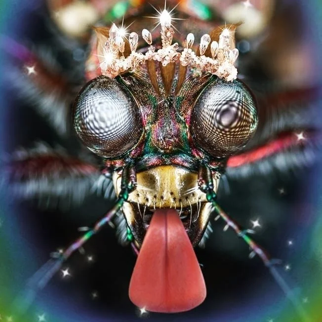 Sara Andersdotter, Becoming-Instanimal [animal selfie # 88], 2020
#becoming #becominganimal #becominginstanimal #nonhumannarratives #contemporaryart #contemporaryartist #animalgaze #nonhumanphotography #practicebasedresearch #deleuze #art #artist #cr