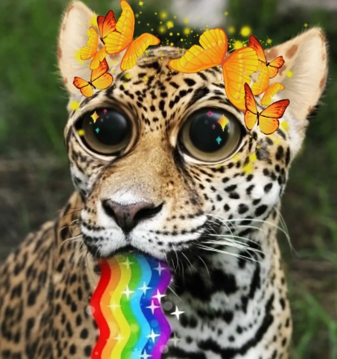 Sara Andersdotter, Becoming-Instanimal [animal selfie # 28], 2020
#becoming #becominganimal #becominginstanimal #nonhumannarratives #contemporaryart #contemporaryartist #instagramart #nonhumanphotography #practicebasedresearch #butterfly #art #artist