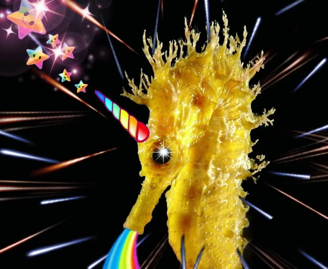 Sara Andersdotter, Becoming-Instanimal [animal selfie # 90], 2019
#becoming #becominganimal #becominginstanimal #nonhumannarratives #contemporaryart #contemporaryartist #instagramart #nonhumanphotography #practicebasedresearch #deleuze #art #artist #