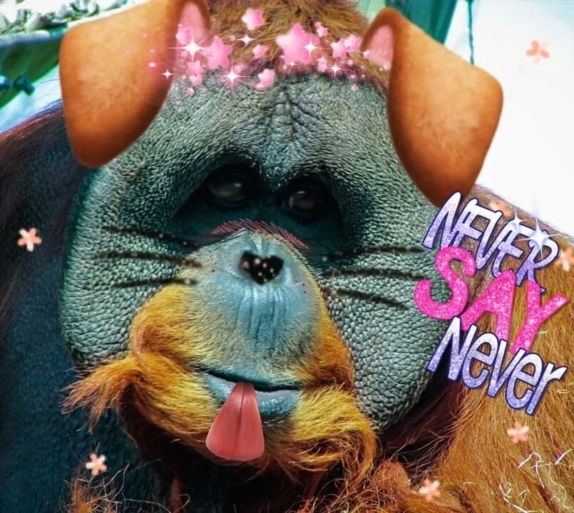 Sara Andersdotter, Becoming-Instanimal [animal selfie # 51], 2019
#becoming #becominganimal #becominginstanimal #nonhumannarratives #contemporaryart #contemporaryartist #instagramart #nonhumanphotography #neversaynever #practicebasedresearch #deleuze