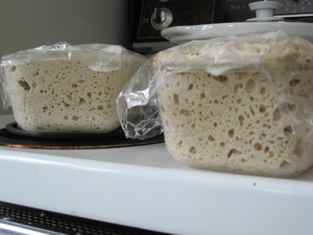 sourdough bread, rising and ready for baking