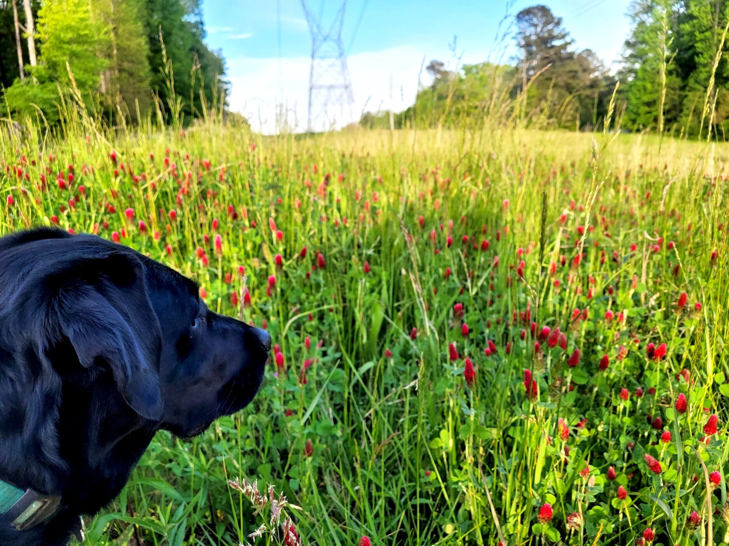 WINGS+field.jpg