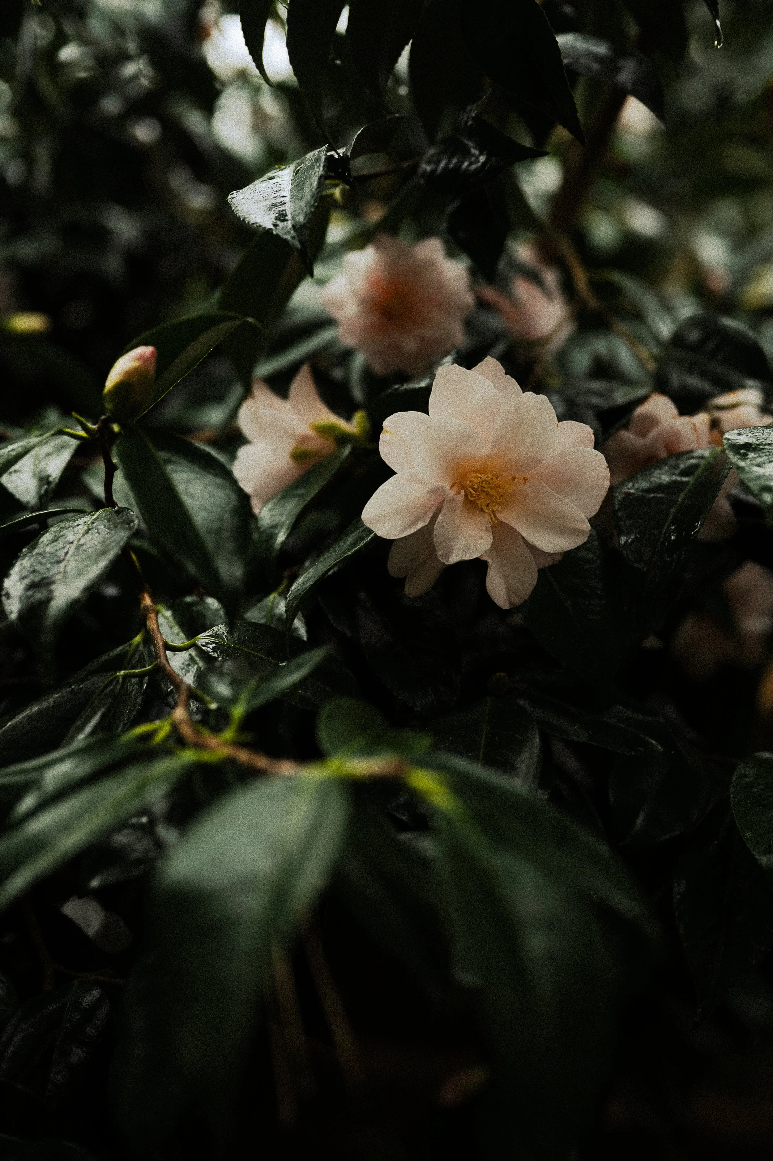 Doon-Williams-Trelissick-Grey-day-march-26-11 2.JPG