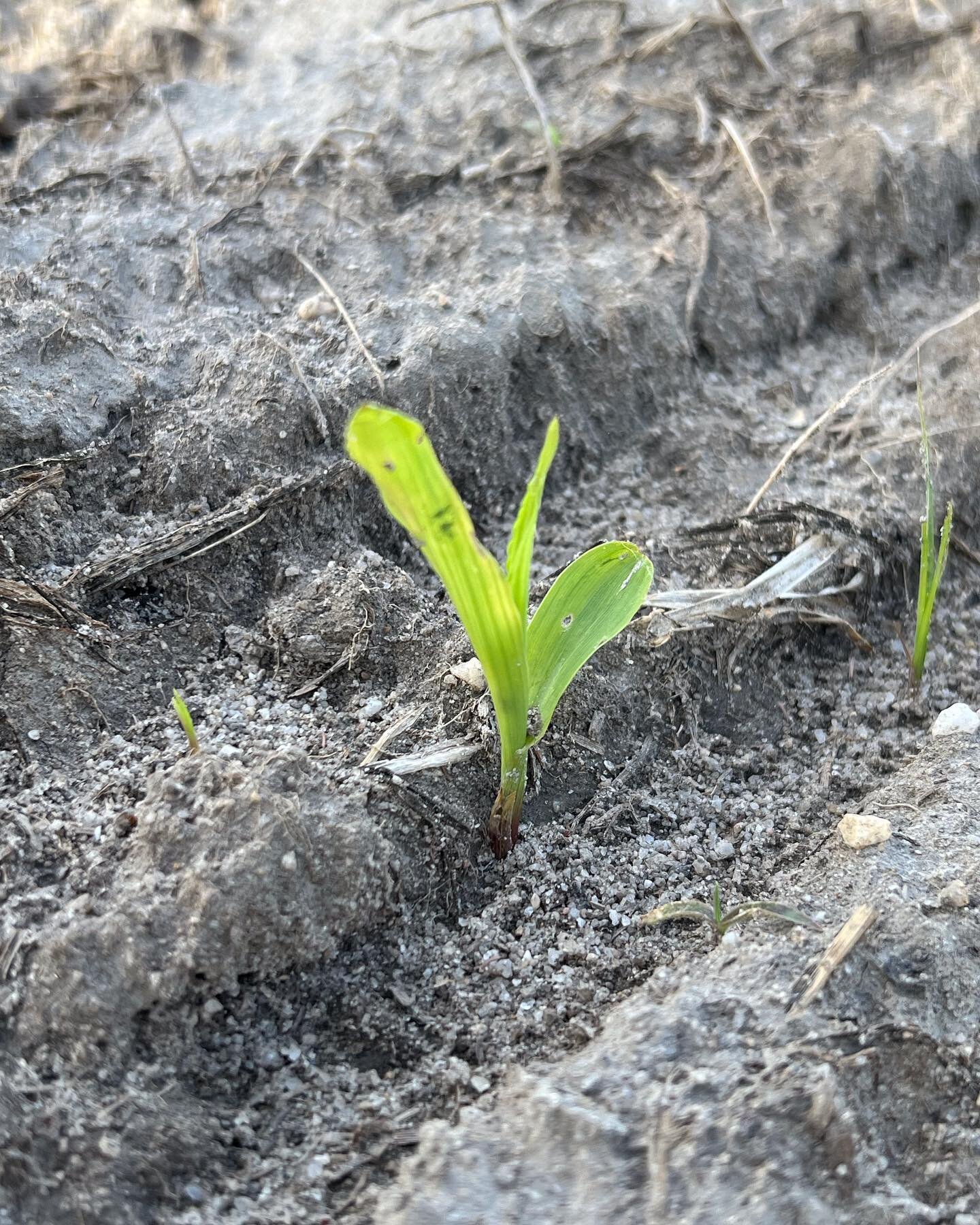 It&rsquo;s spring time on the farm, so here&rsquo;s what we&rsquo;ve been up to.

🌽corn popping up
🐮cows grazing
🌱greenhouses being emptied of tobacco plants
🍂tobacco getting rooted and growing
🍠sweetpotato beds coming along
🤩senior grandsons w