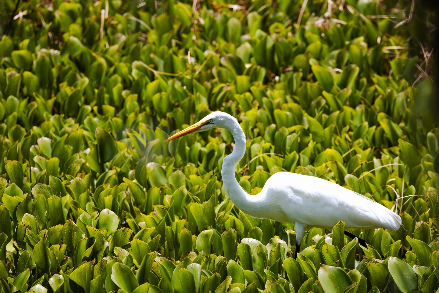 To hunt like an egret is to move with clarity, strike with purpose, and trust in timing.🌿 The Great Egret teaches us the beauty of stillness and the magic of instinct.🕊️ 
&bull;
&bull;
📸 Canon R5 | RF 100-500mm 
&bull;
&bull;
#florida #floridaphot
