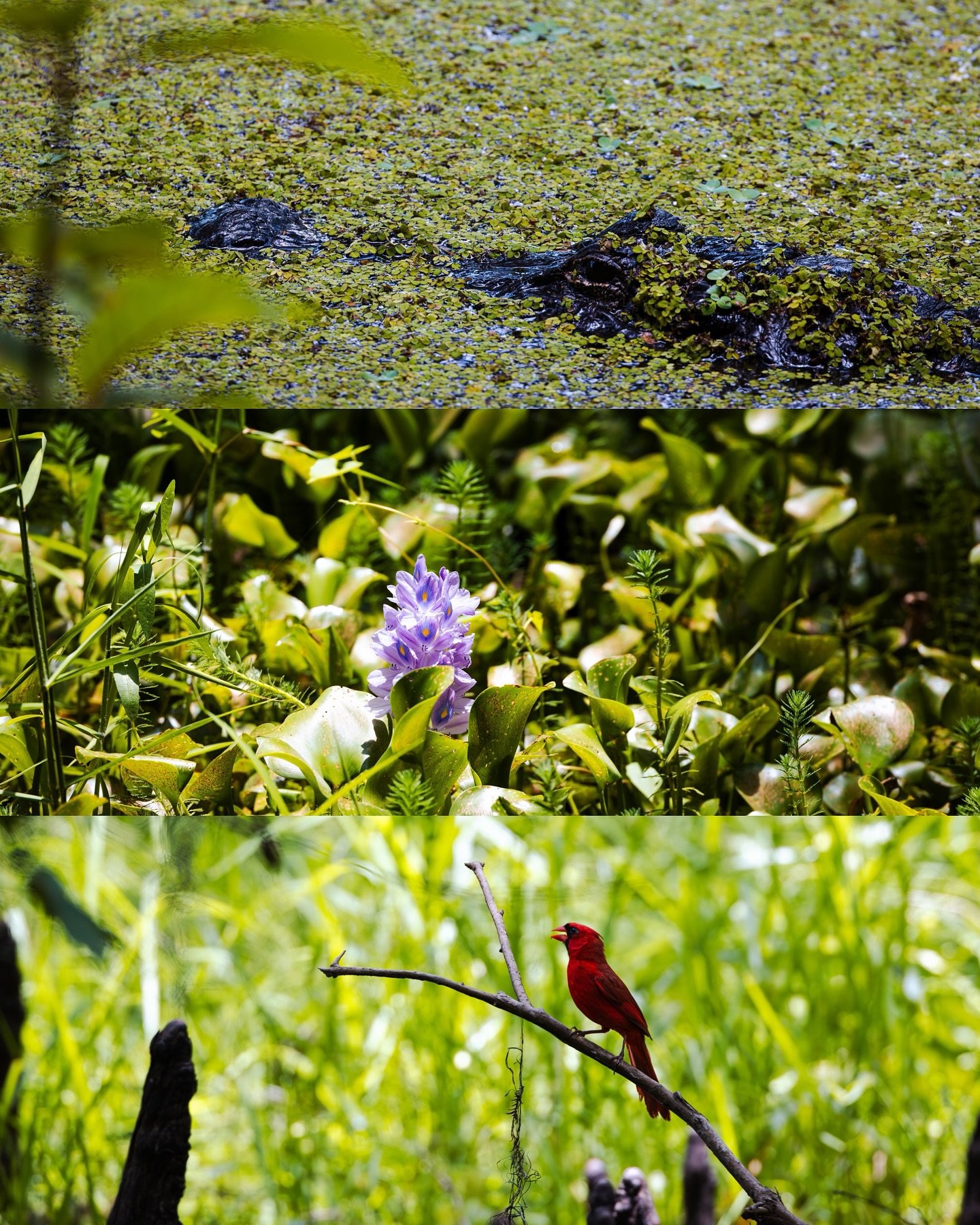 A symphony of swamp life: the alligator waits🐊, the hyacinth blooms🪻, and the cardinal sings🪶. Every corner of nature tells a story.✨🌿
&bull;
&bull;
📸 Canon R5 | RF 100-500mm &amp; RF 800mm 
&bull;
&bull;
#florida #floridaphotographer #orlando #
