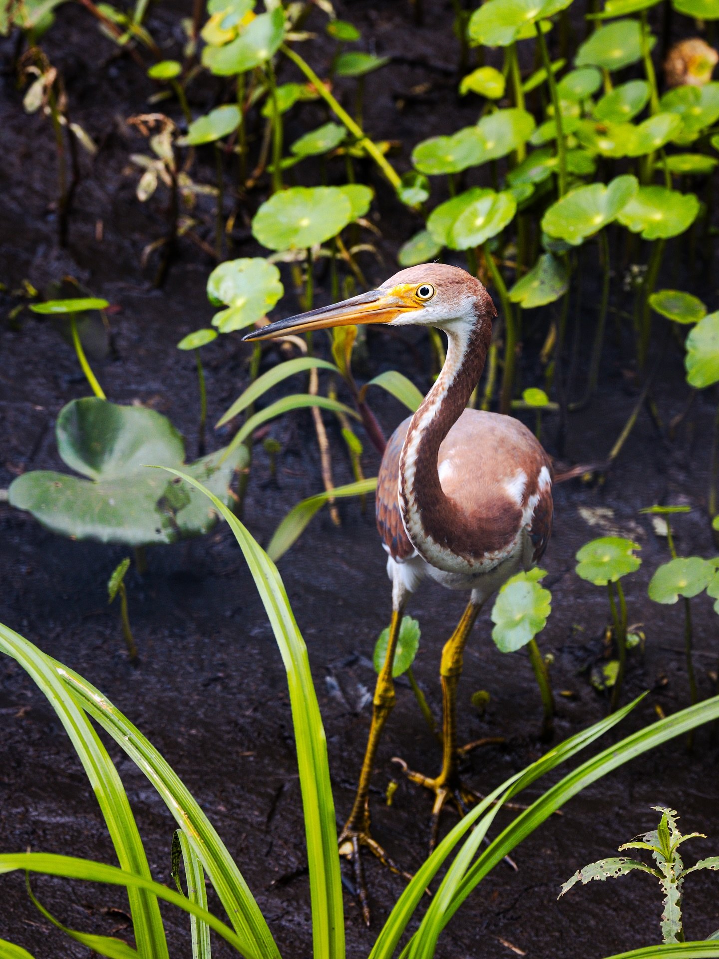 Wading with quiet purpose, this juvenile tricolored heron plays a vital role in the balance of its ecosystem; controlling fish and insect populations while reflecting the delicate harmony of wetland life.🪶 A reminder that in nature, every being has 