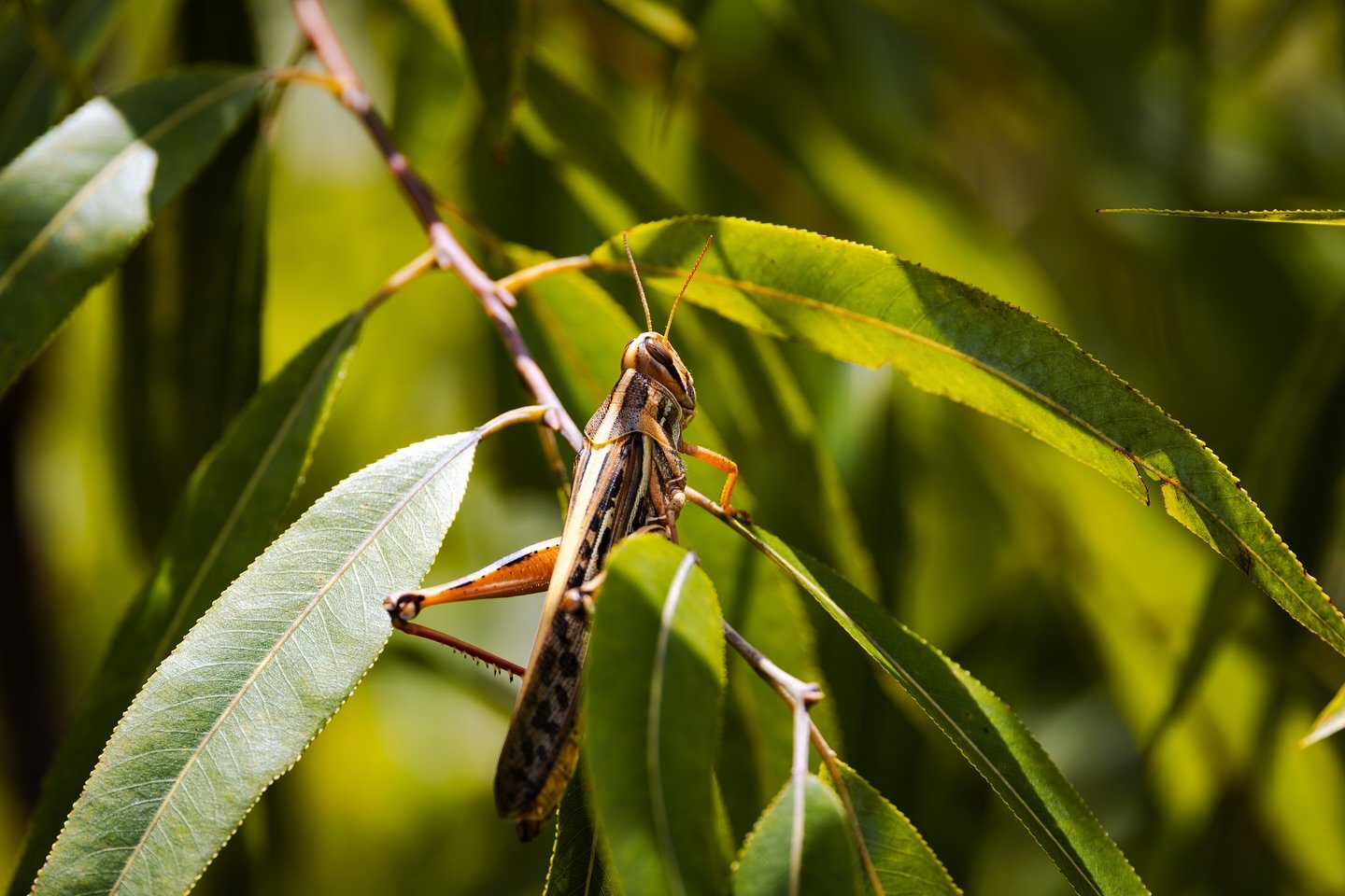 Sometimes the loudest presence is the one sitting still in the sun. 🦗🌞🌿
&bull;
&bull;
📸 Canon R5 | RF 100-500mm
&bull;
&bull;
#florida #floridaphotographer #orlando #orlandophotographer #photography #photographer #naturephotography #nature #natur