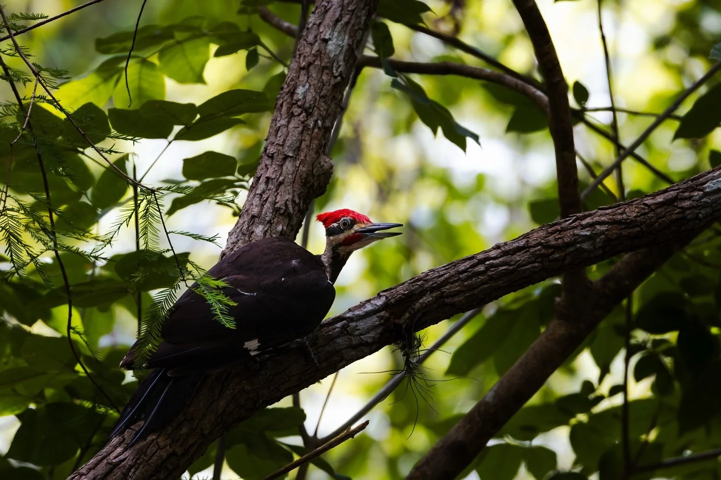 The Pileated Woodpecker, one of the largest woodpecker species in North America, pauses mid-foraging while searching the tree branch for its lunch.🌳 Its powerful chisel-like bill allows it to break into wood in search of carpenter ants, beetles, and